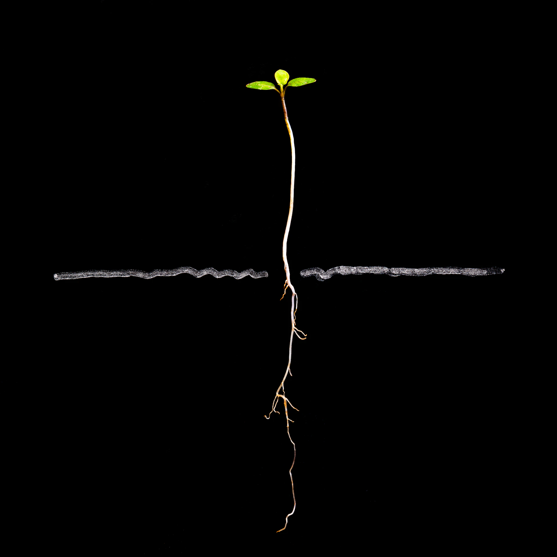 A small plant seedling with roots on black background