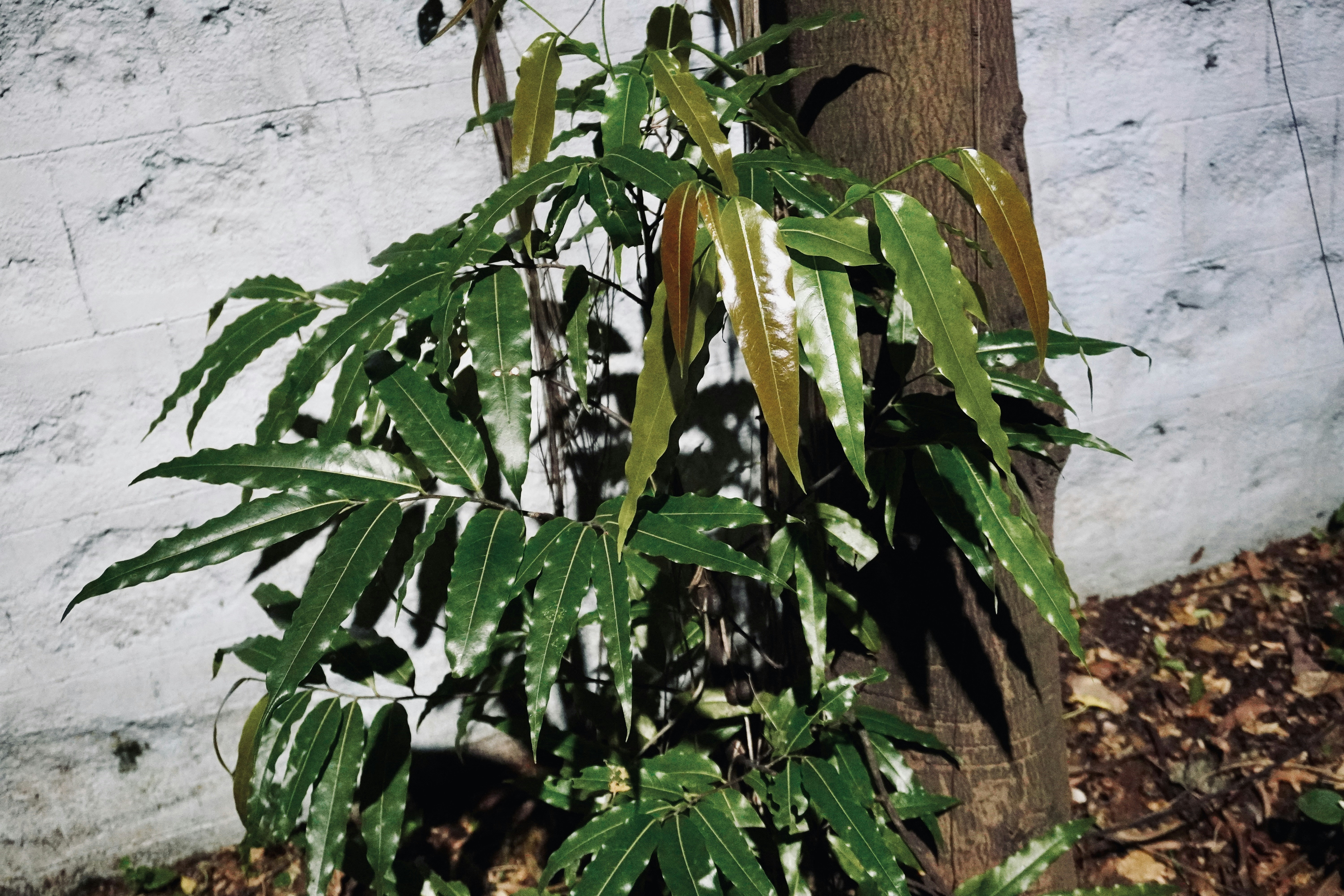 Green leafy plant growing on a tree trunk