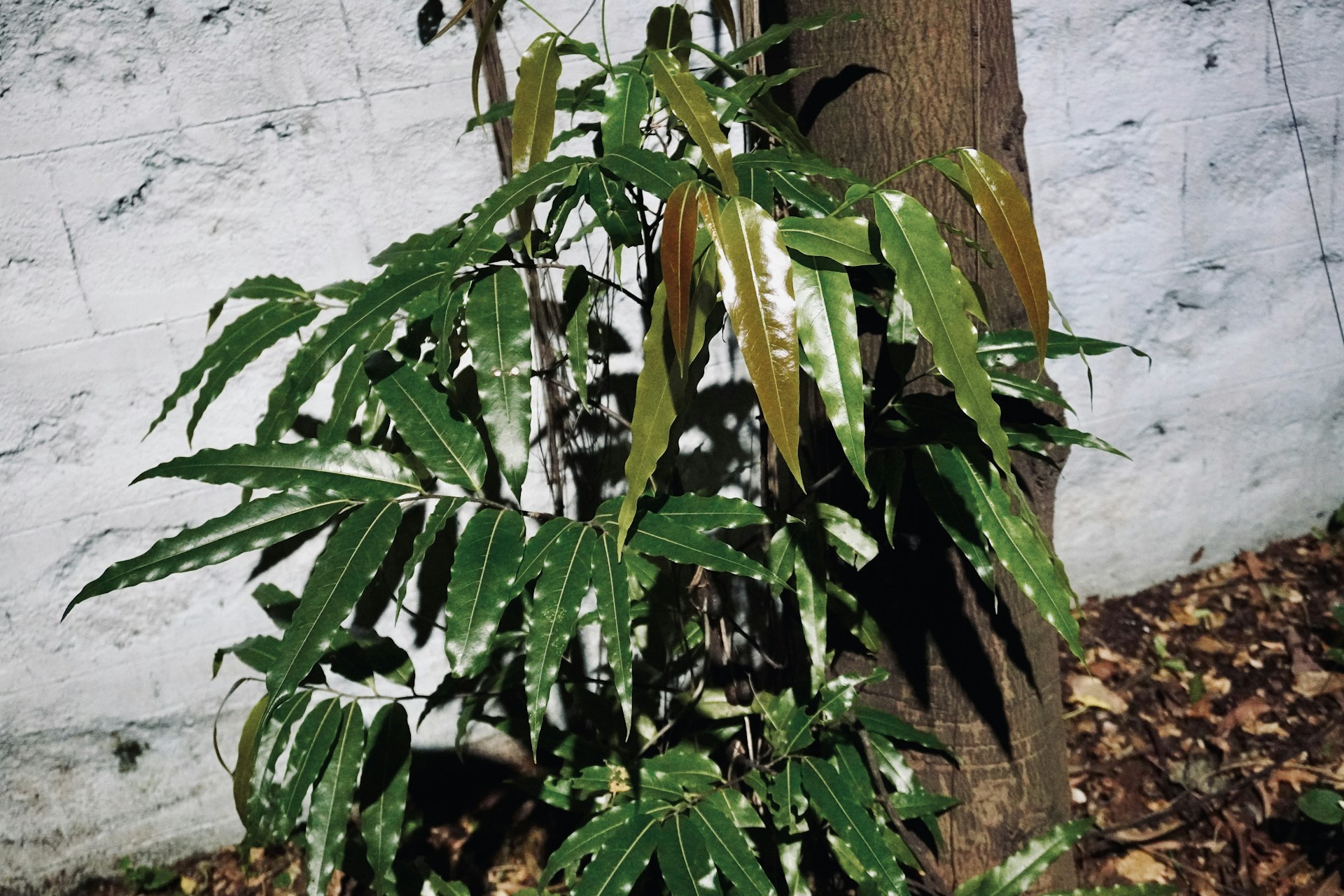 Green leafy plant growing on a tree trunk