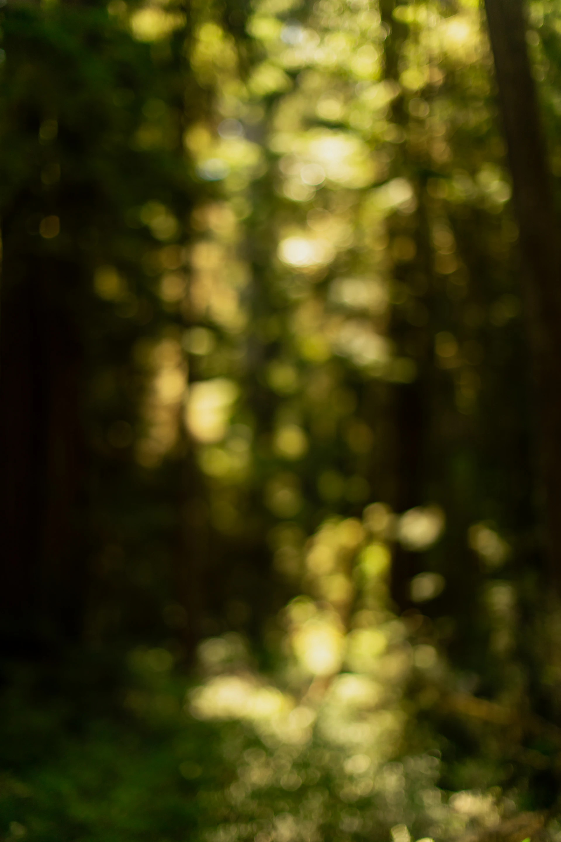 Sunlight filtering through lush green forest leaves