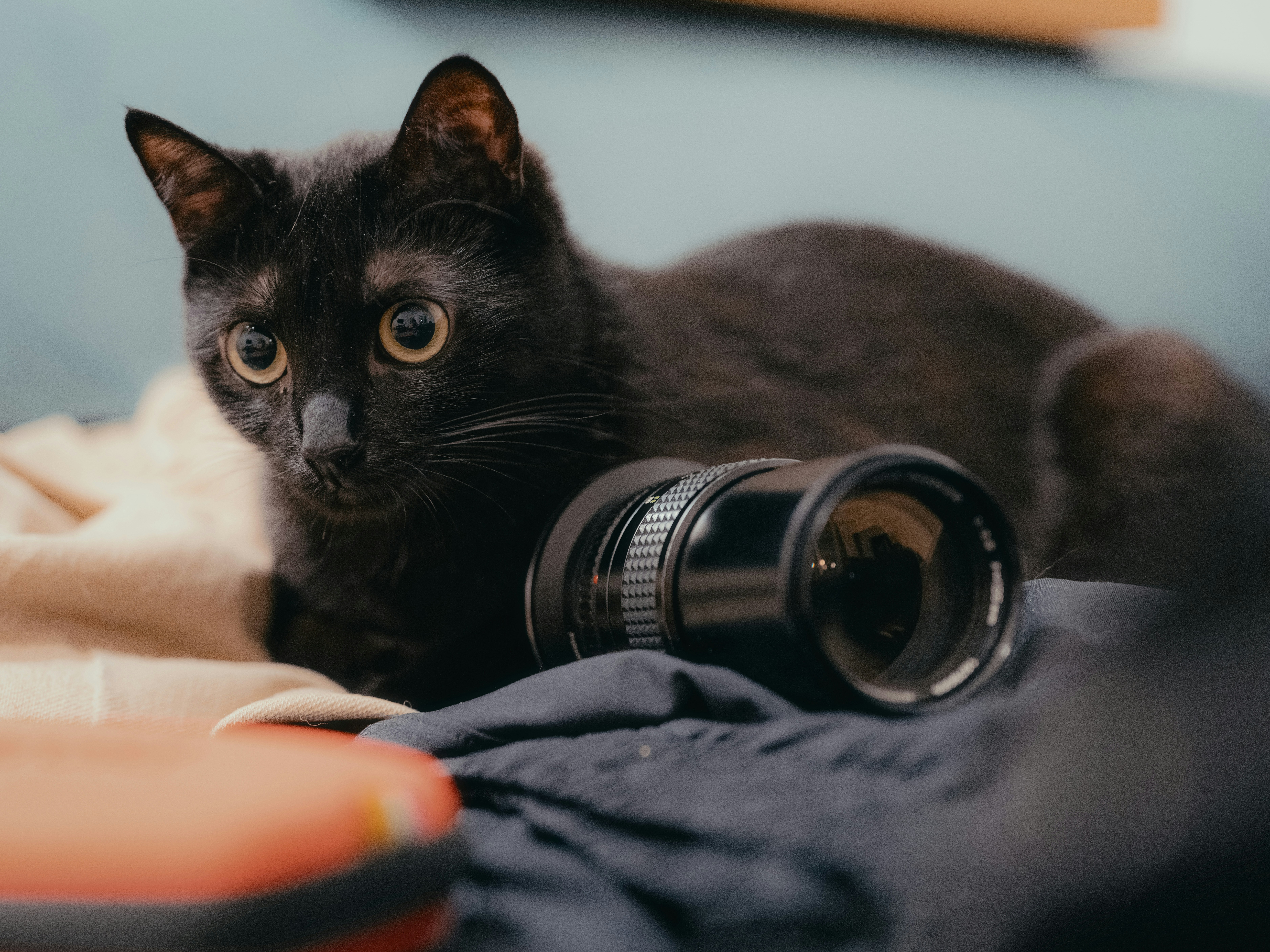 寵物寫真捕捉技巧：貓狗行為引導與瞬間定格方法，拍出毛孩最自然的那一秒：結論：把毛孩拍好，其實是把節奏對好