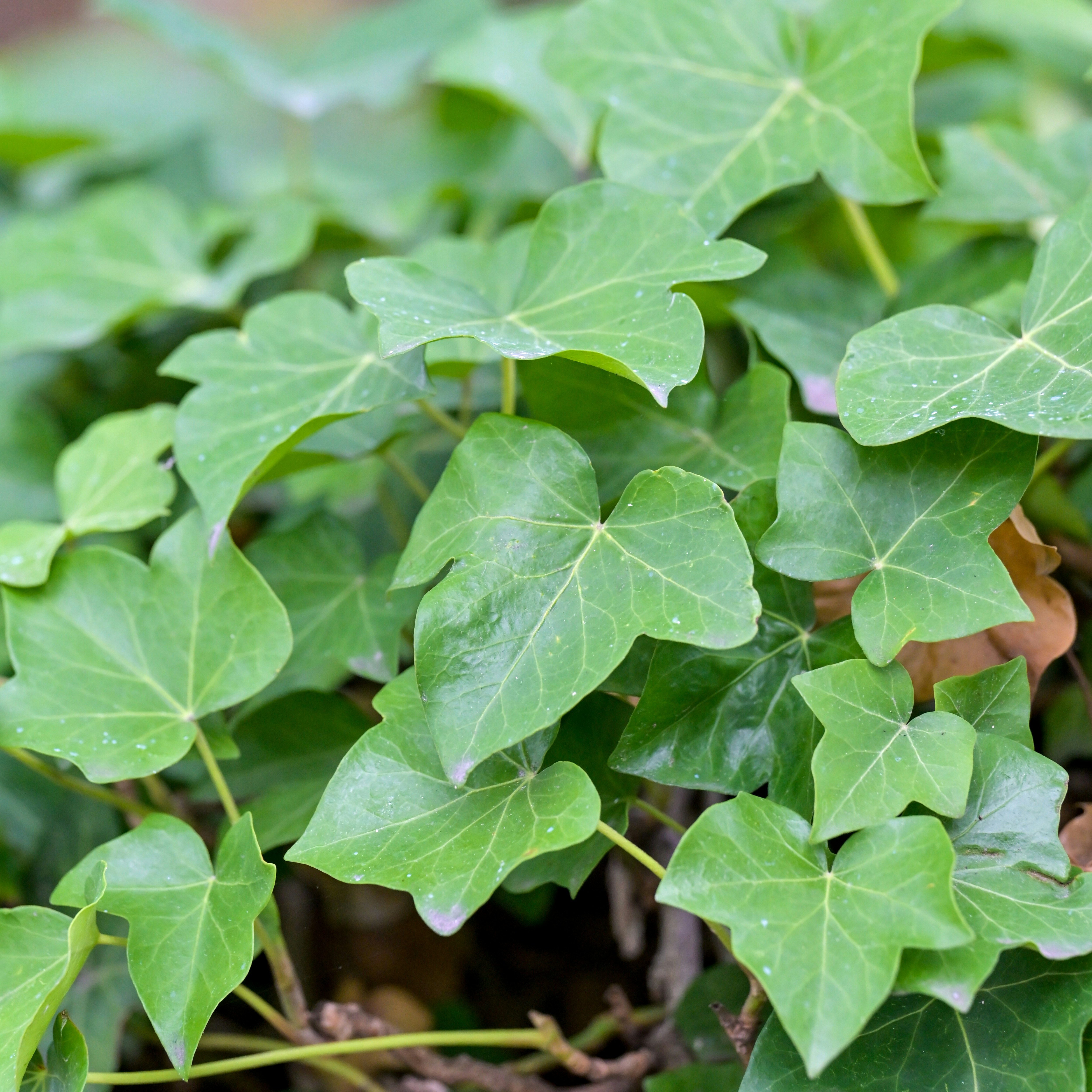 Photo by jonathankslim