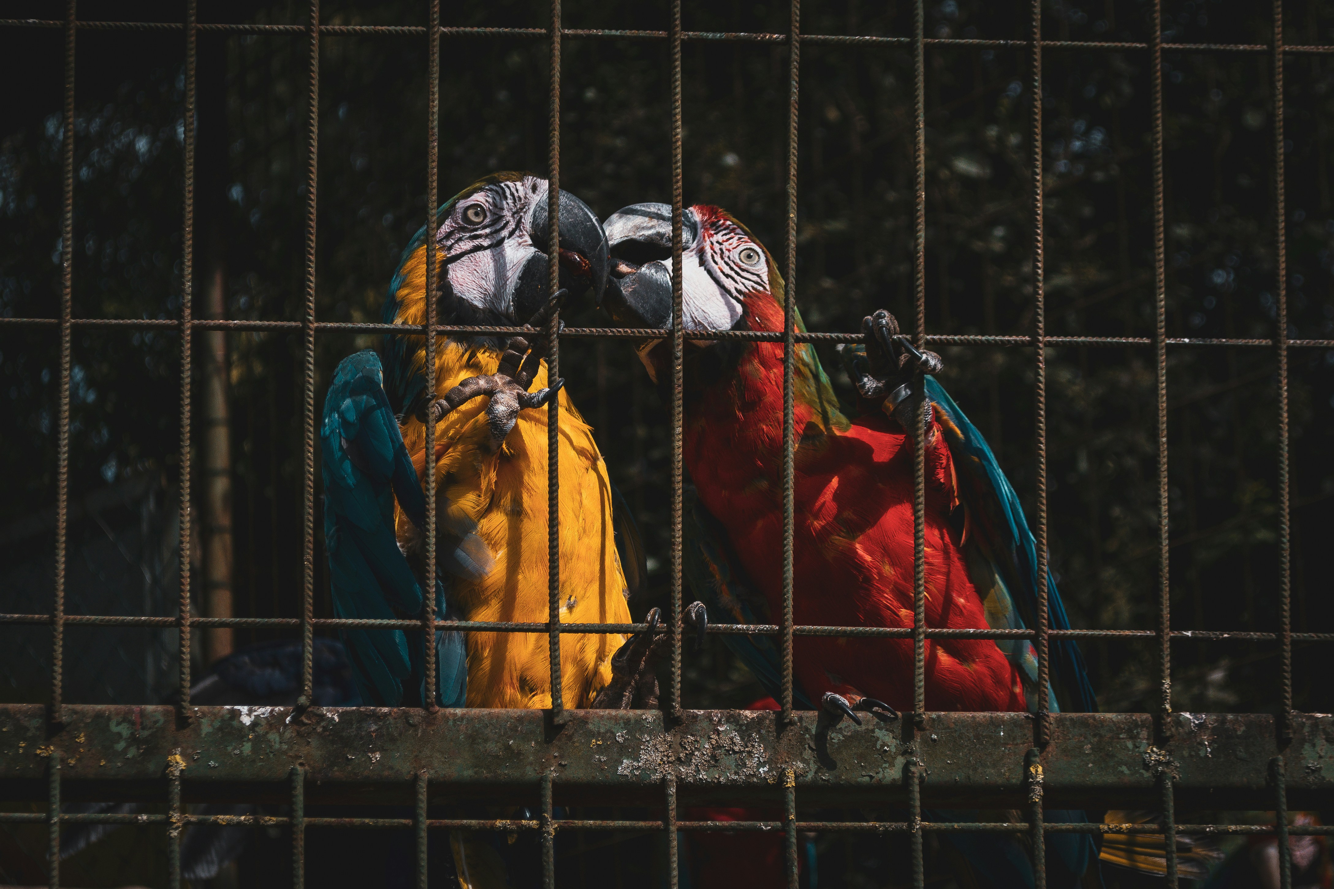 Deux perroquets colorés dans une cage