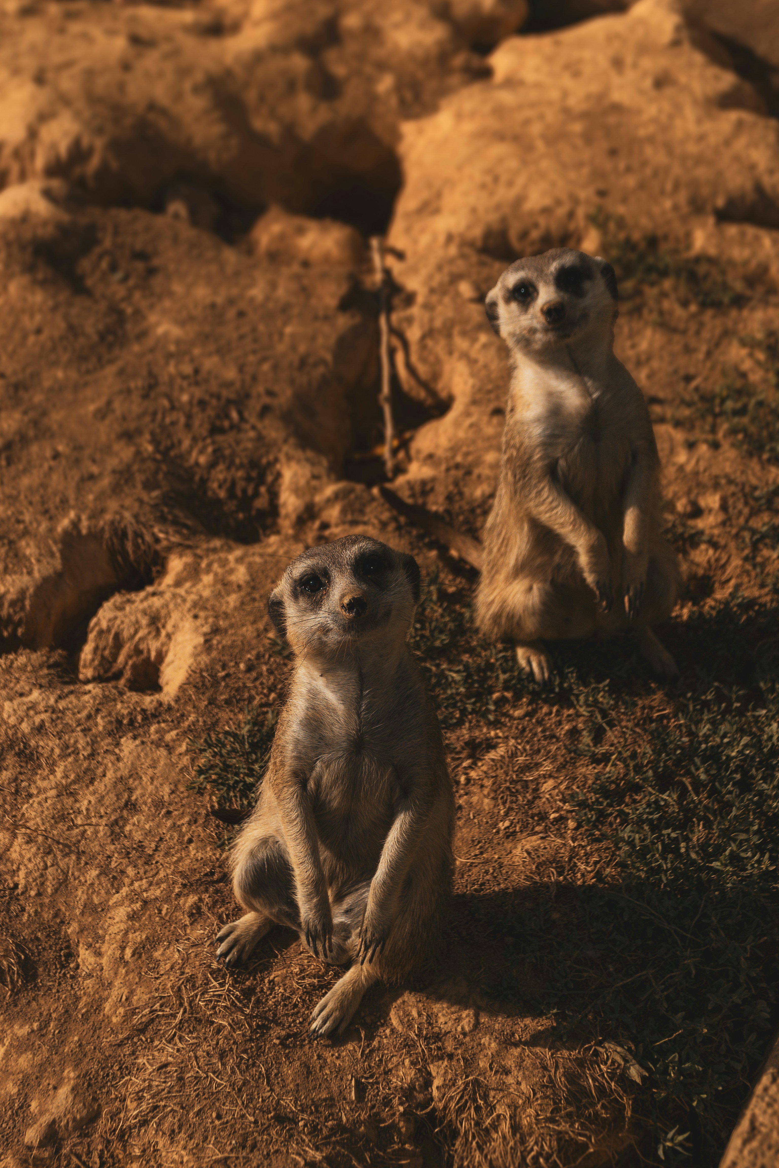Two meerkats sitting on dry ground
