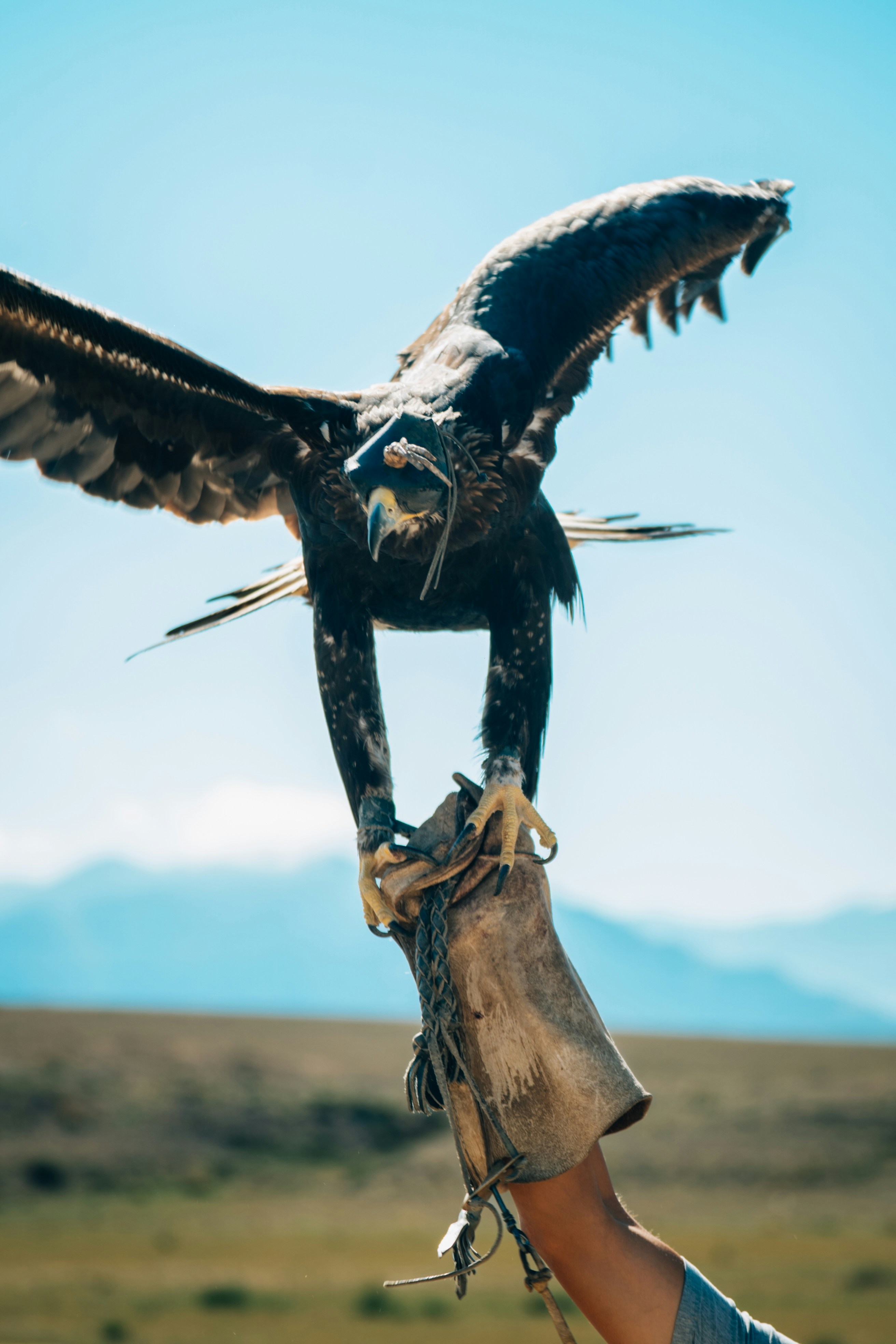 Steinadler sitzt auf der behandschuhten Hand eines Falkners