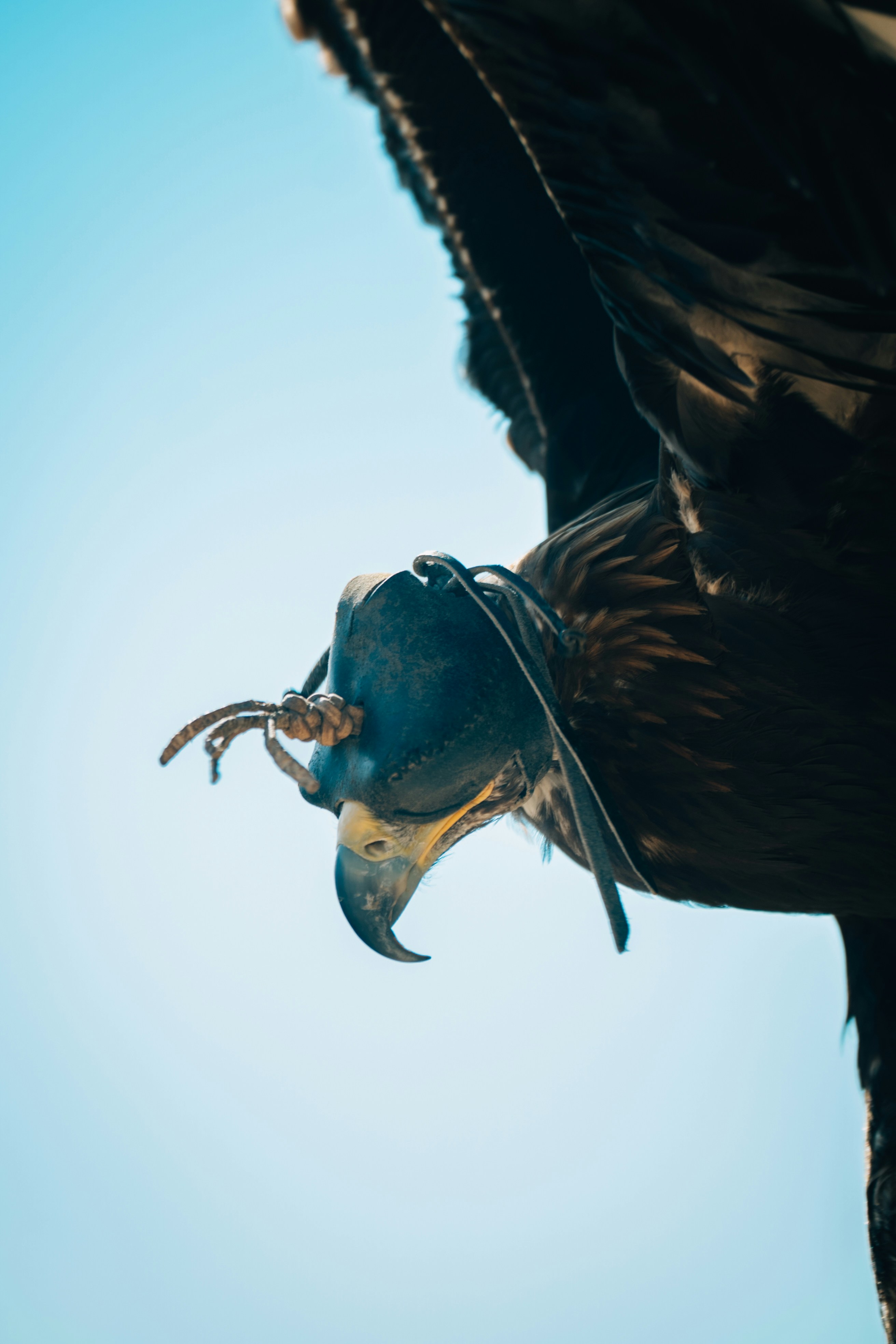 Ein Falke mit Kapuze vor blauem Himmel