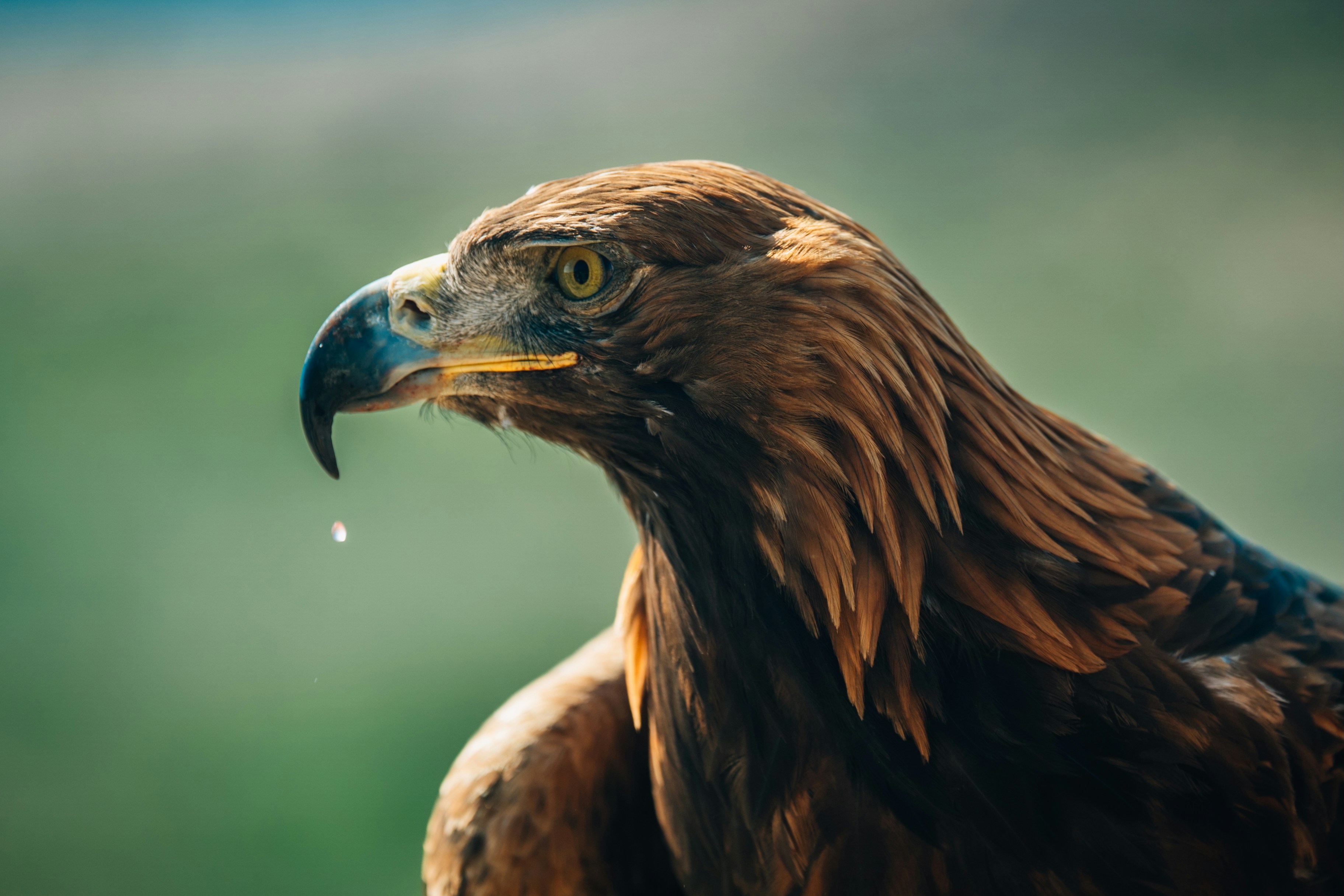 Ein majestätischer Steinadler mit einem Wassertropfen