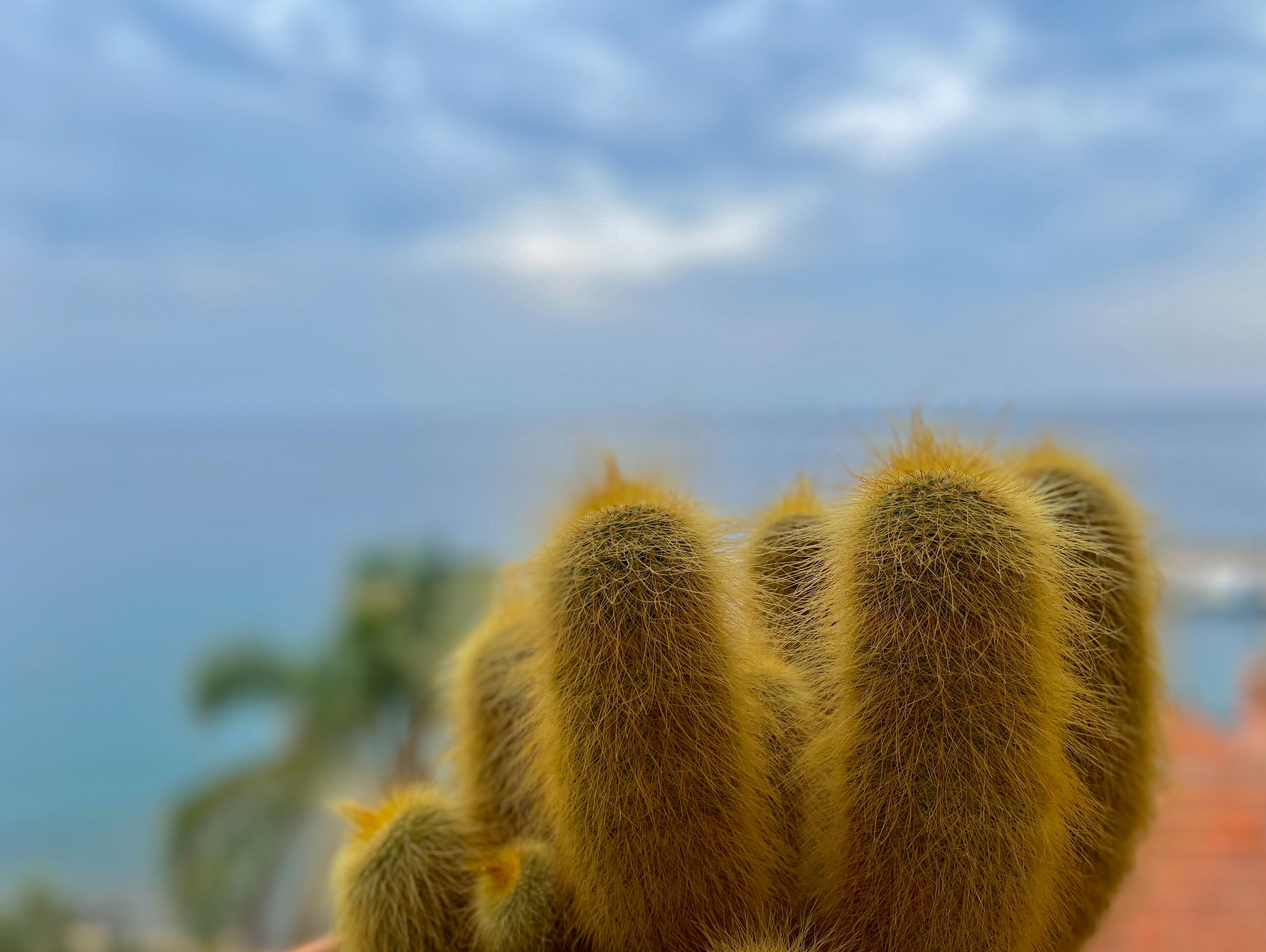 Unscharfer Kaktus mit Ozean- und Himmelshintergrund