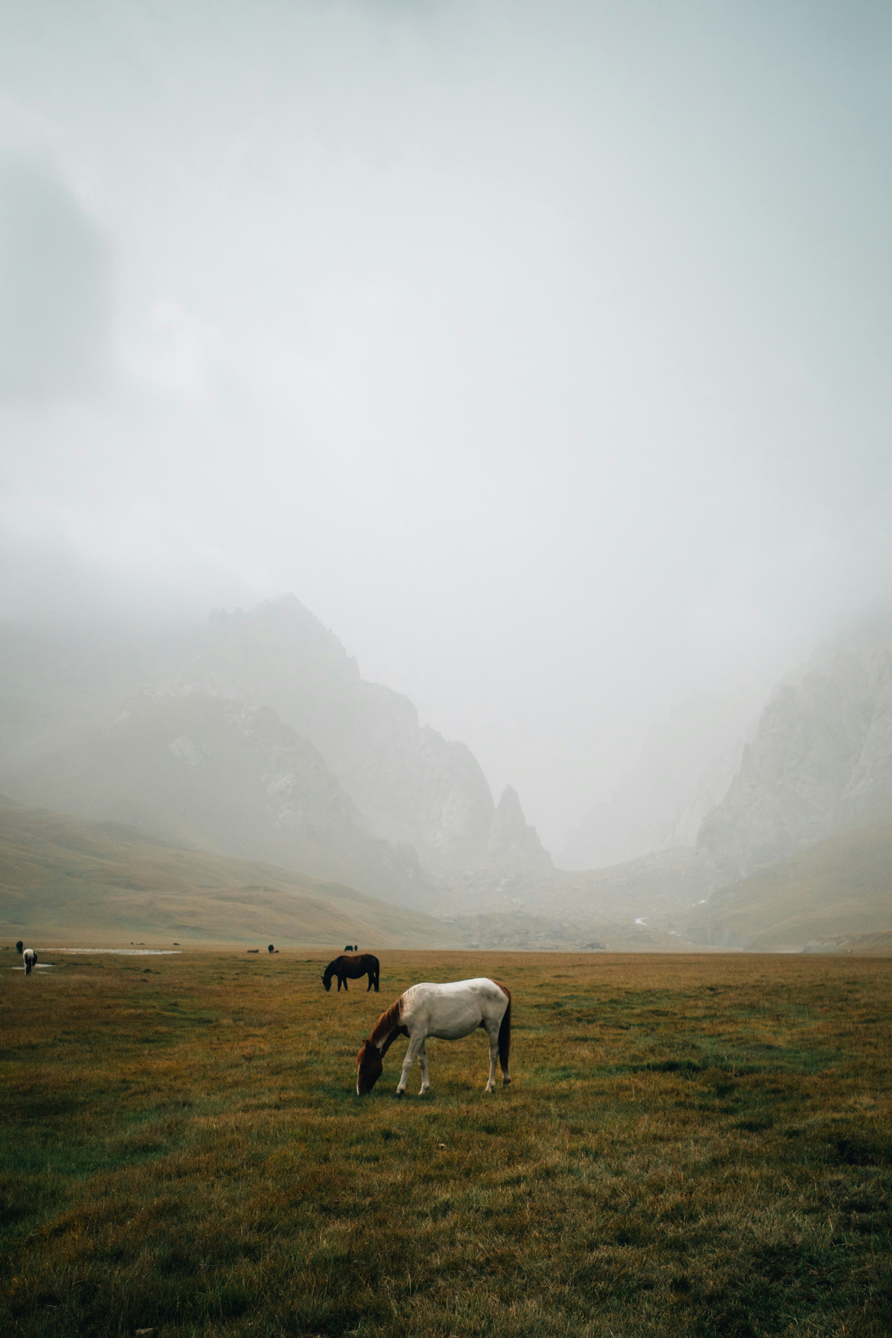 Zwei Pferde grasen in einem nebligen Bergtal