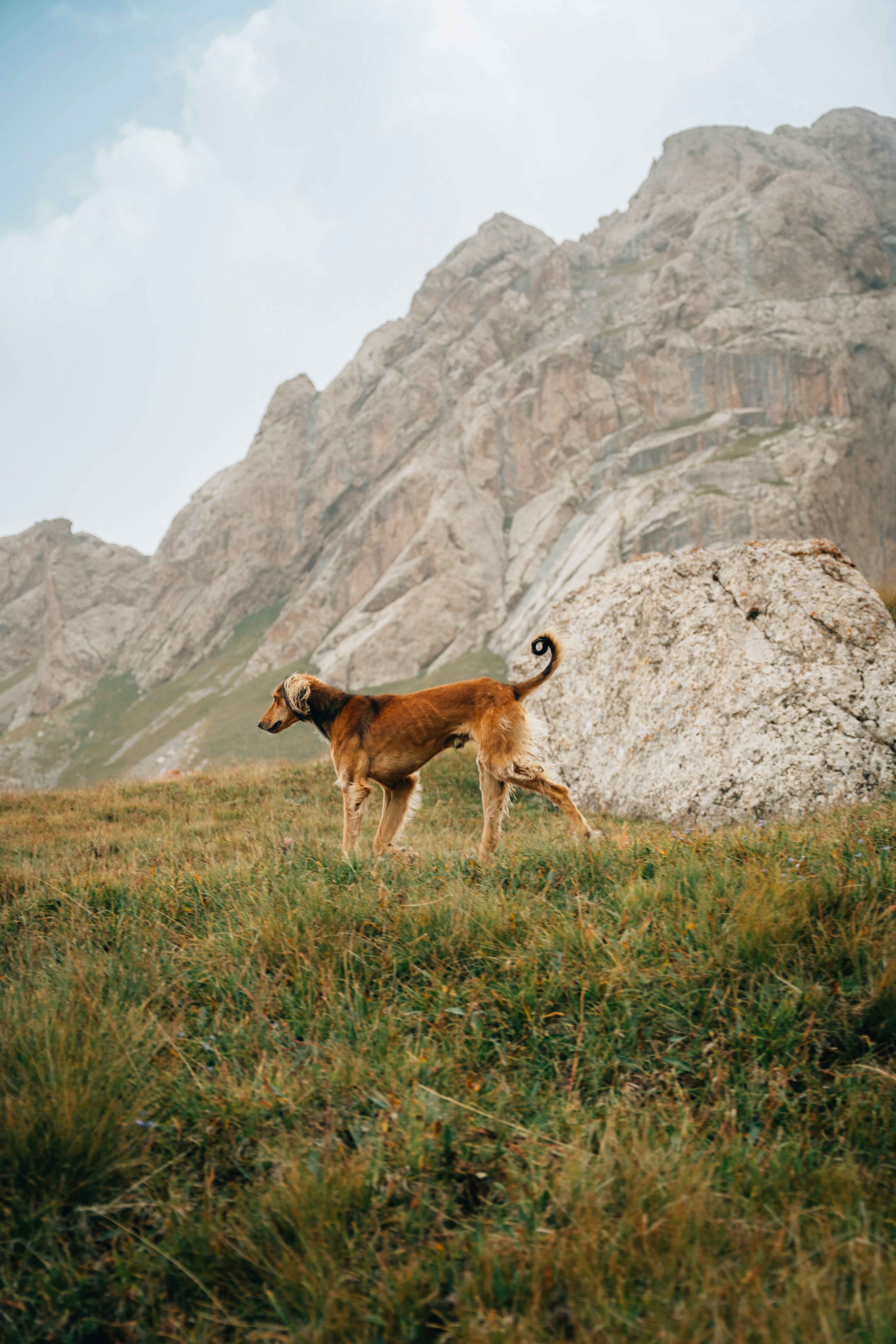 Ein brauner Hund steht auf einem grasbewachsenen Hügel, dahinter Berge.