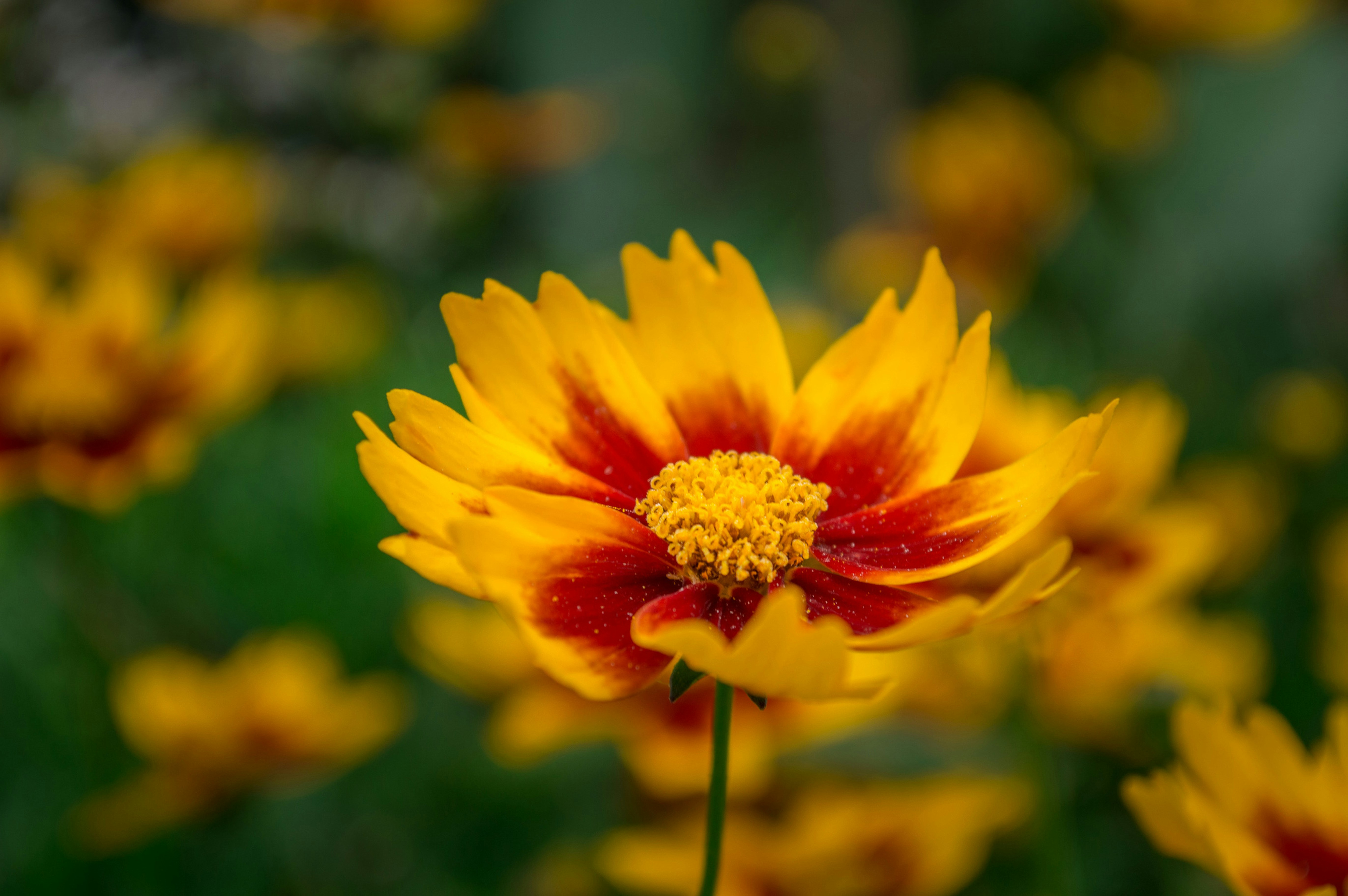 Photo by aaronmridhaphotography