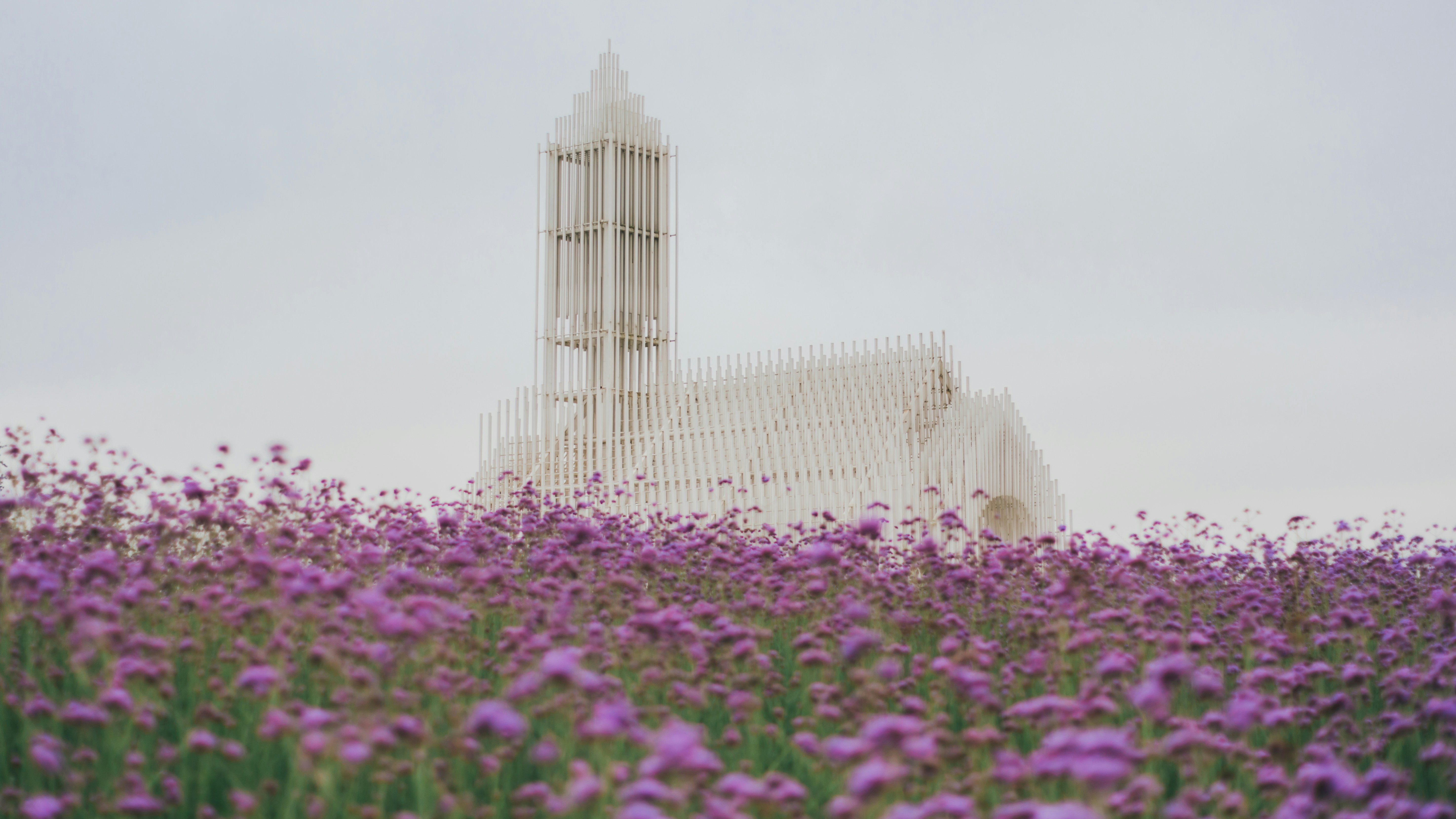 White modern building behind purple flowers
