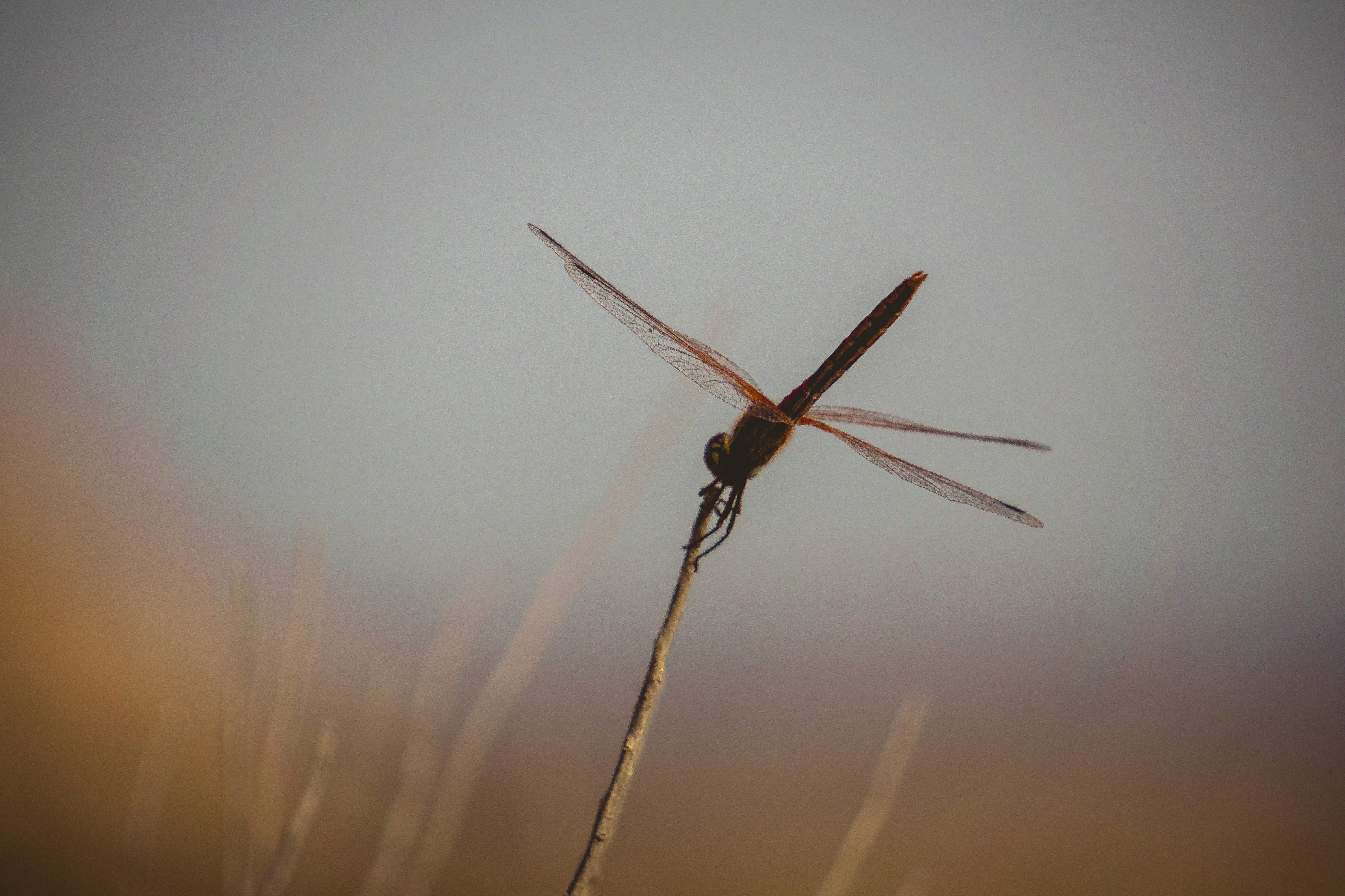 Dragonfly perched on a thin branch against a soft background.