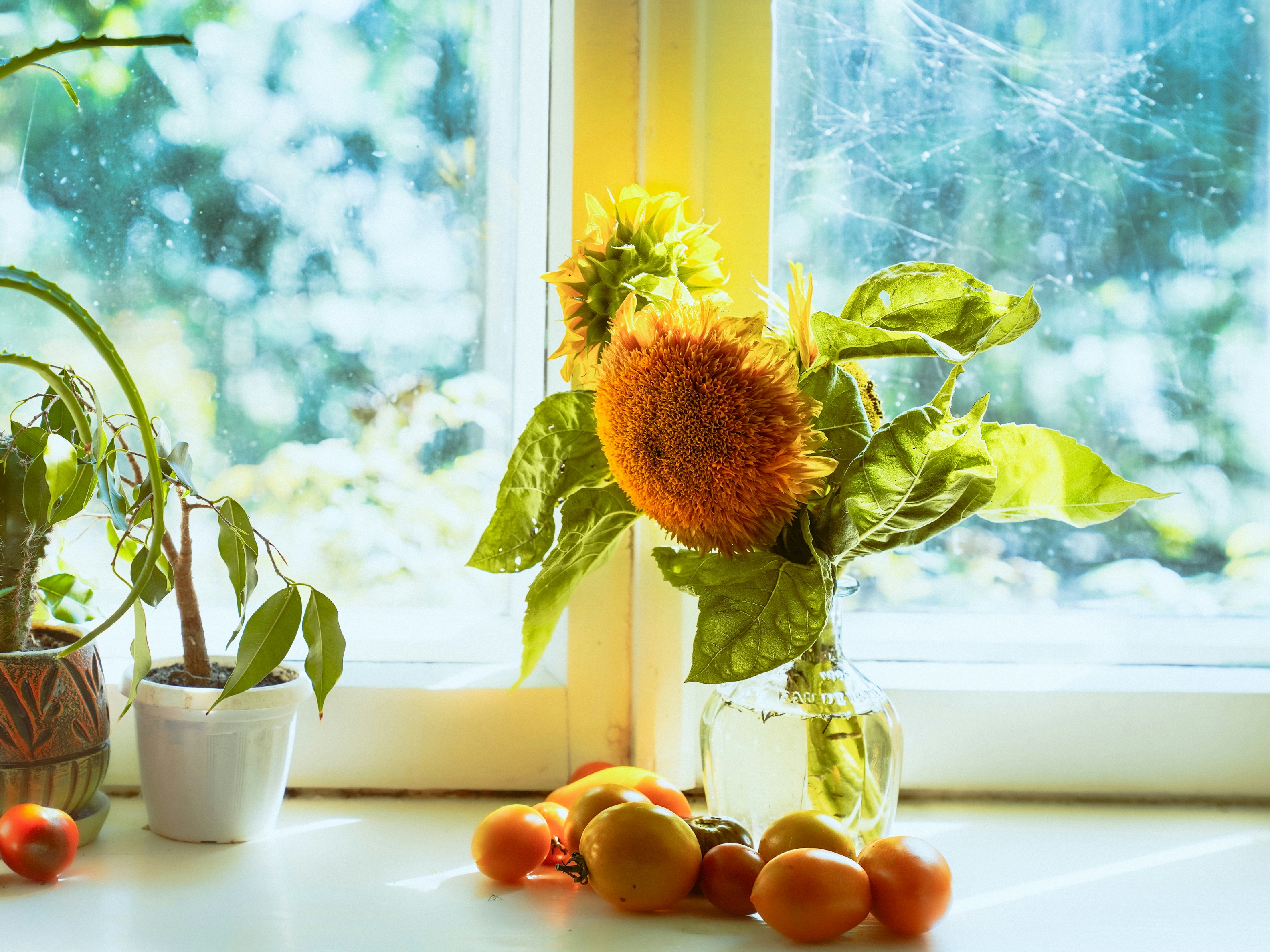 Simple Home Wellness Ideas to Boost Your Energy Naturally – Sunflowers and tomatoes on a windowsill.