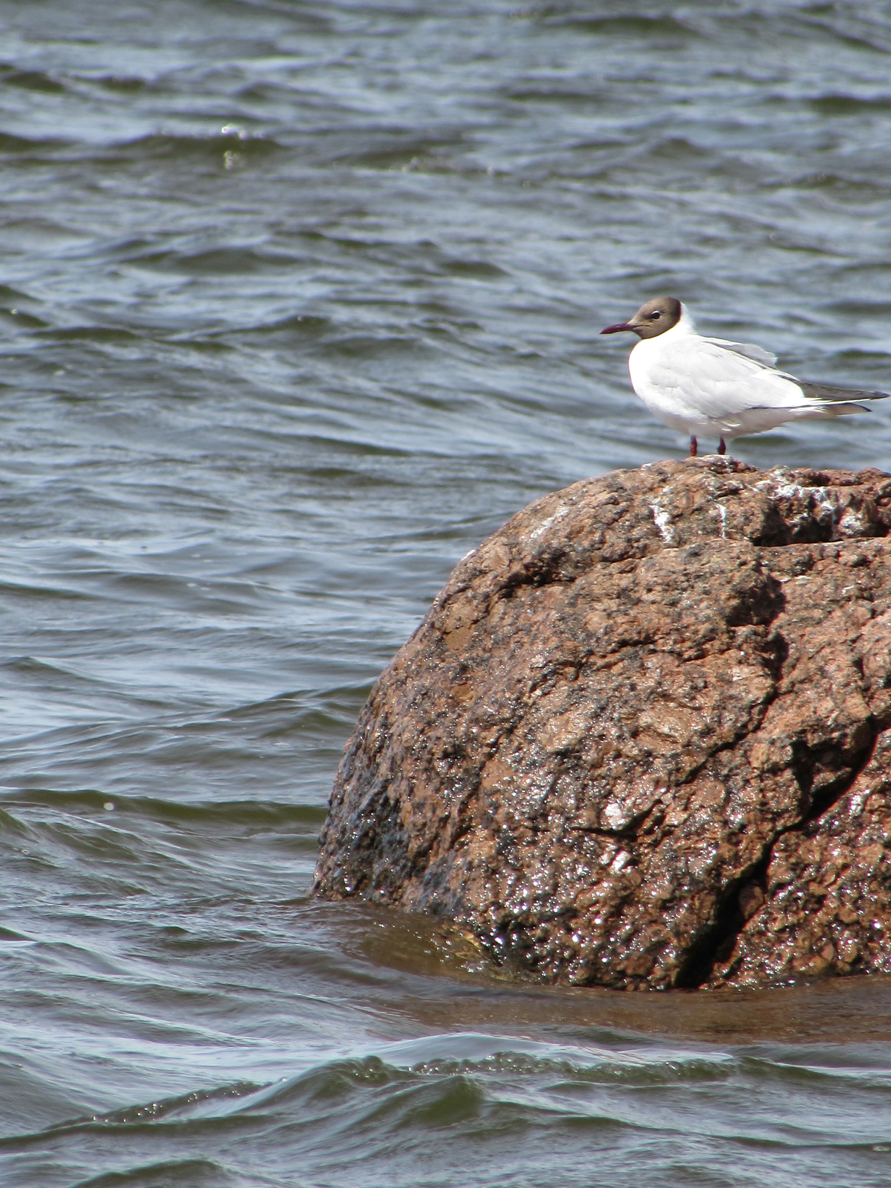 A seagull rests on a rock in the water.