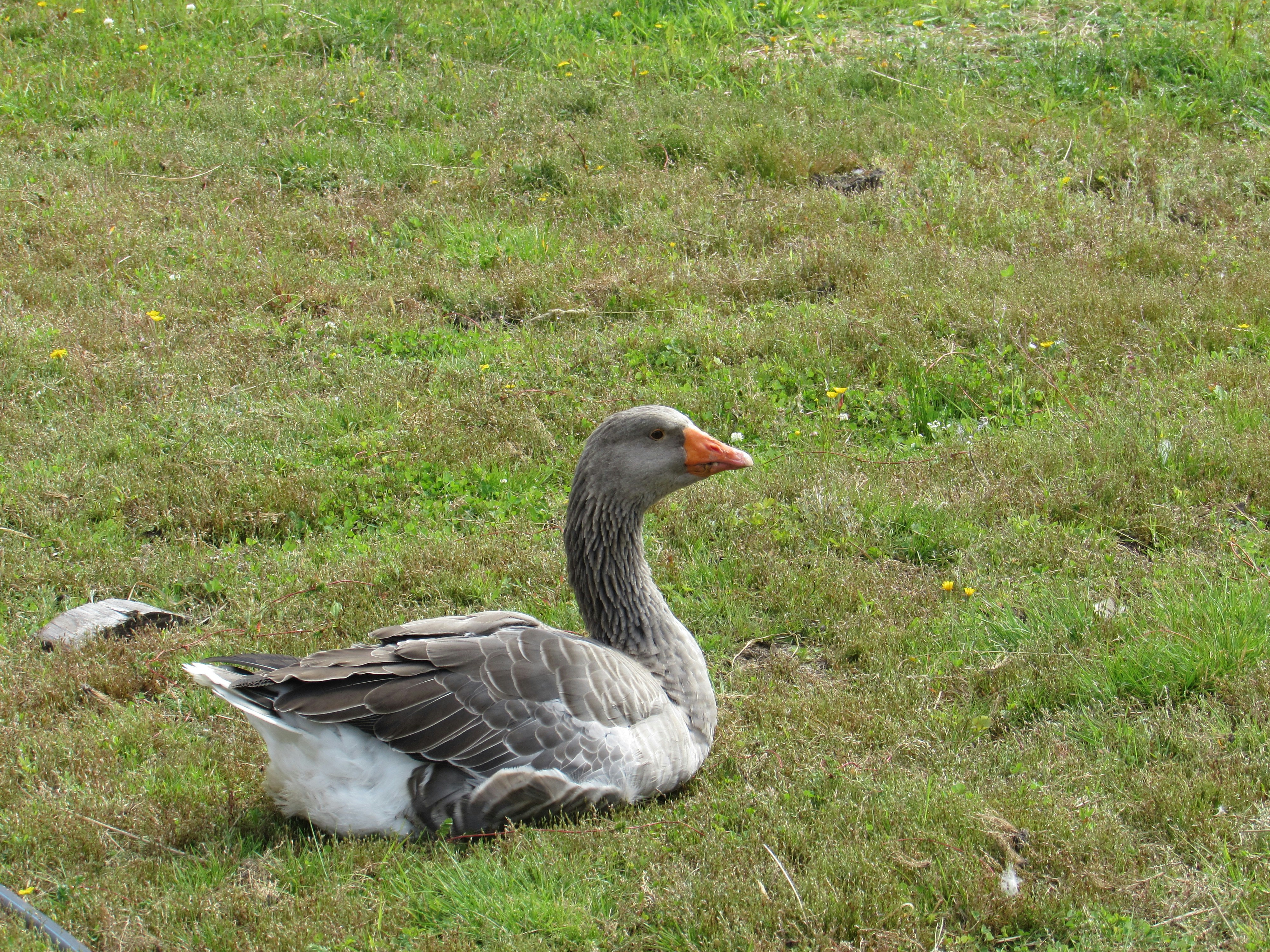 A gray goose rests on a grassy field.