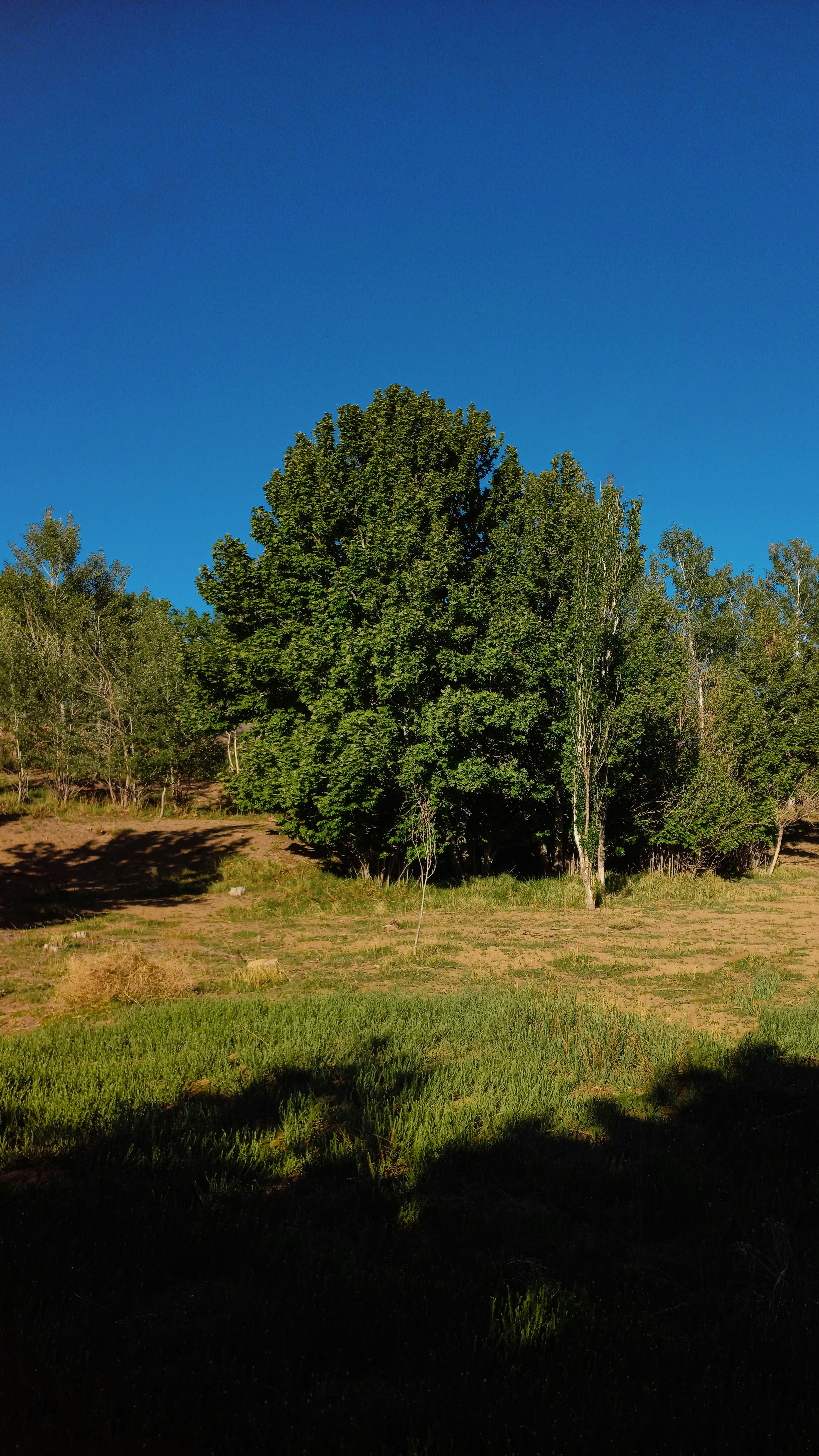 Lush green trees against a clear blue sky.
