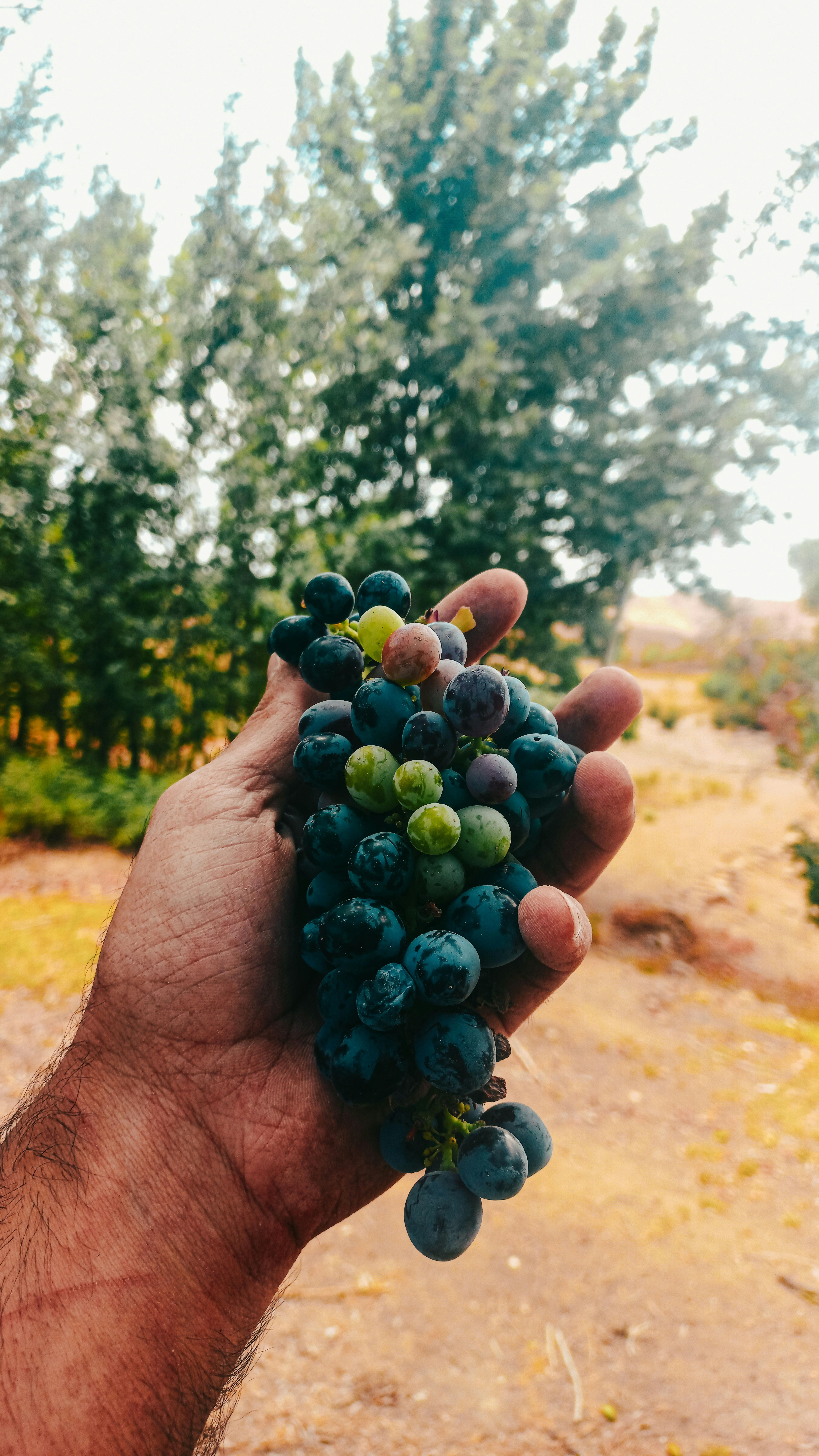 Hand holding fresh grapes with trees in background
