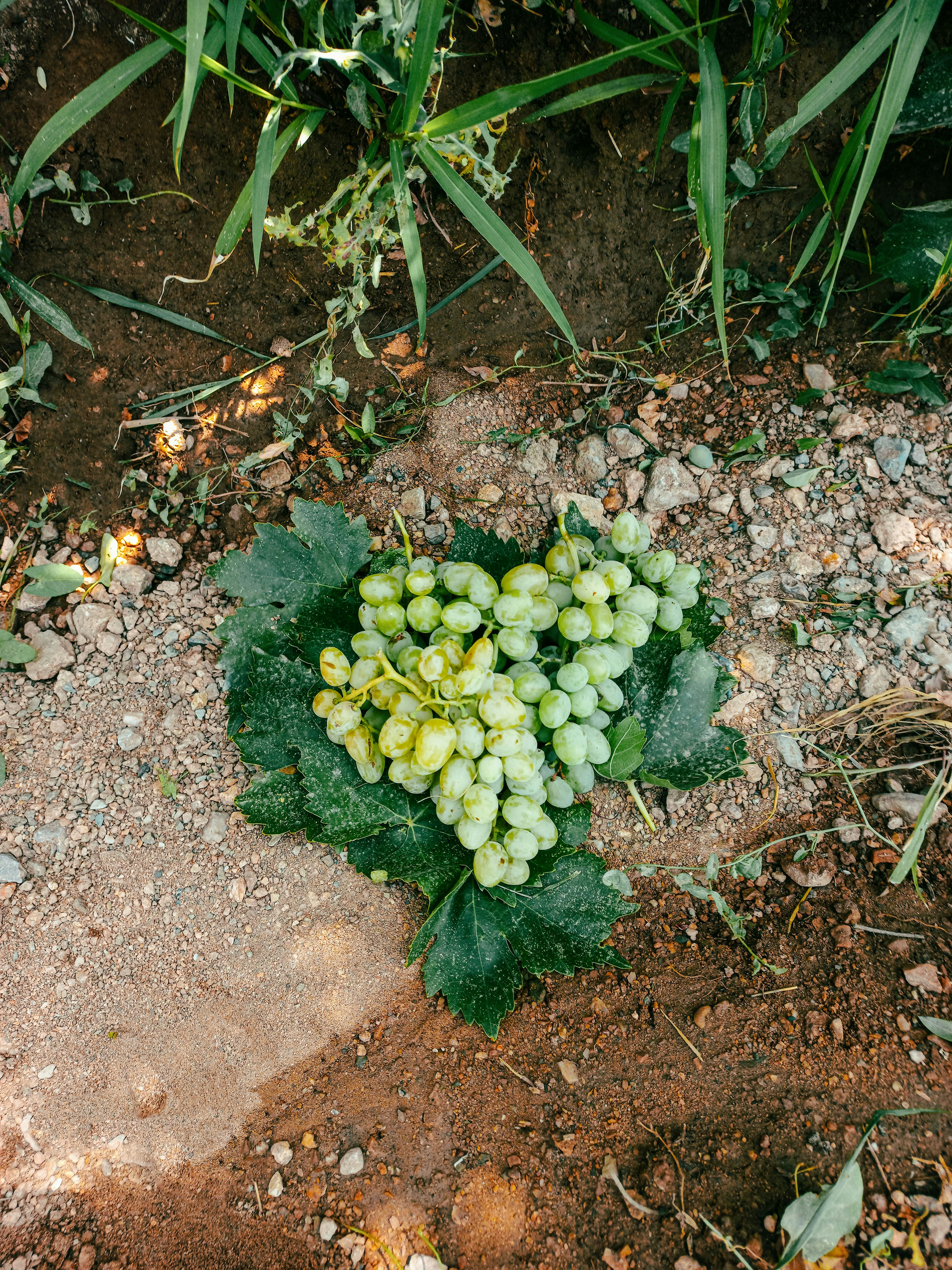 A bunch of green grapes rests on leaves.