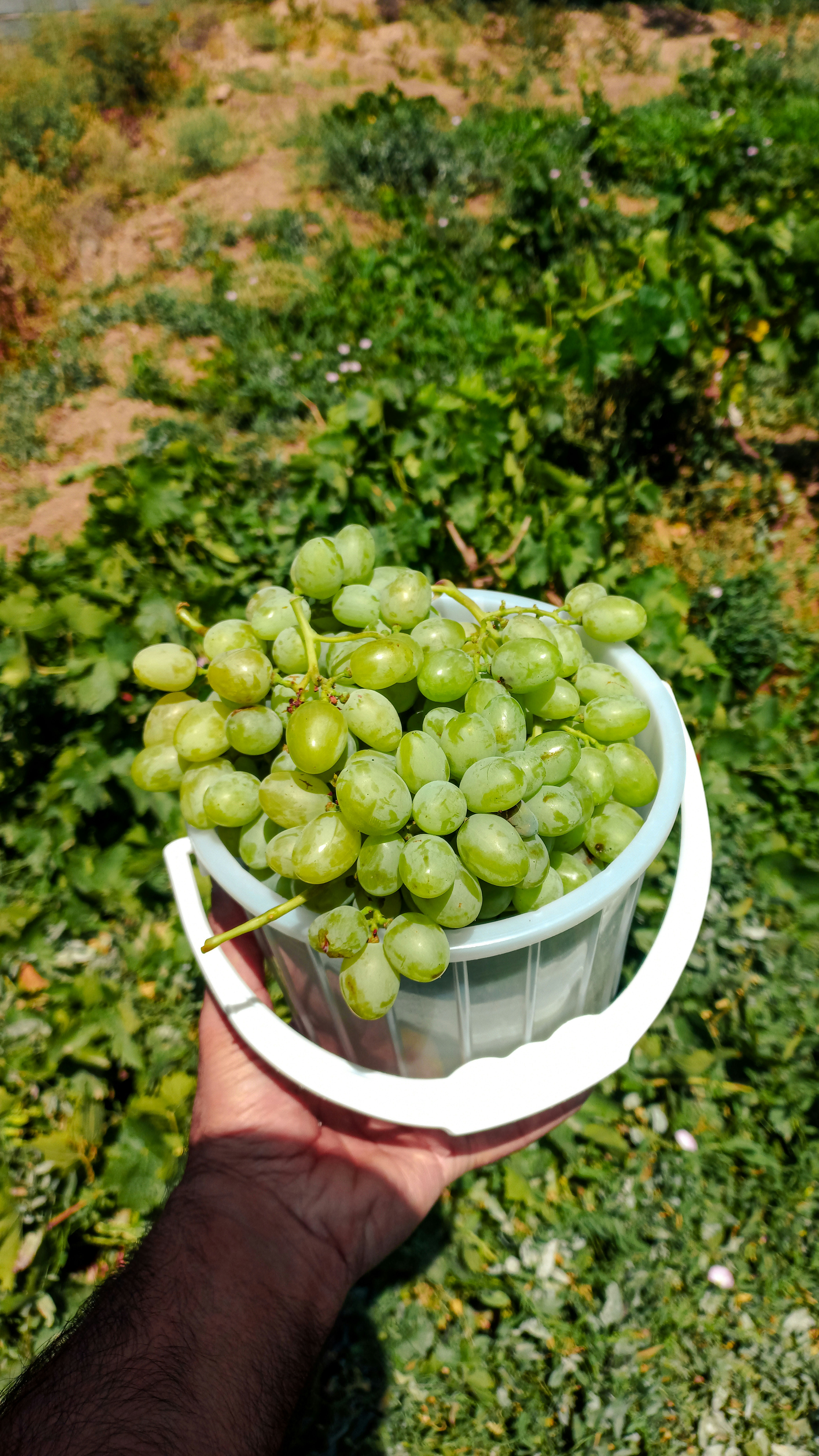 Hand holding bucket of fresh green grapes outdoors