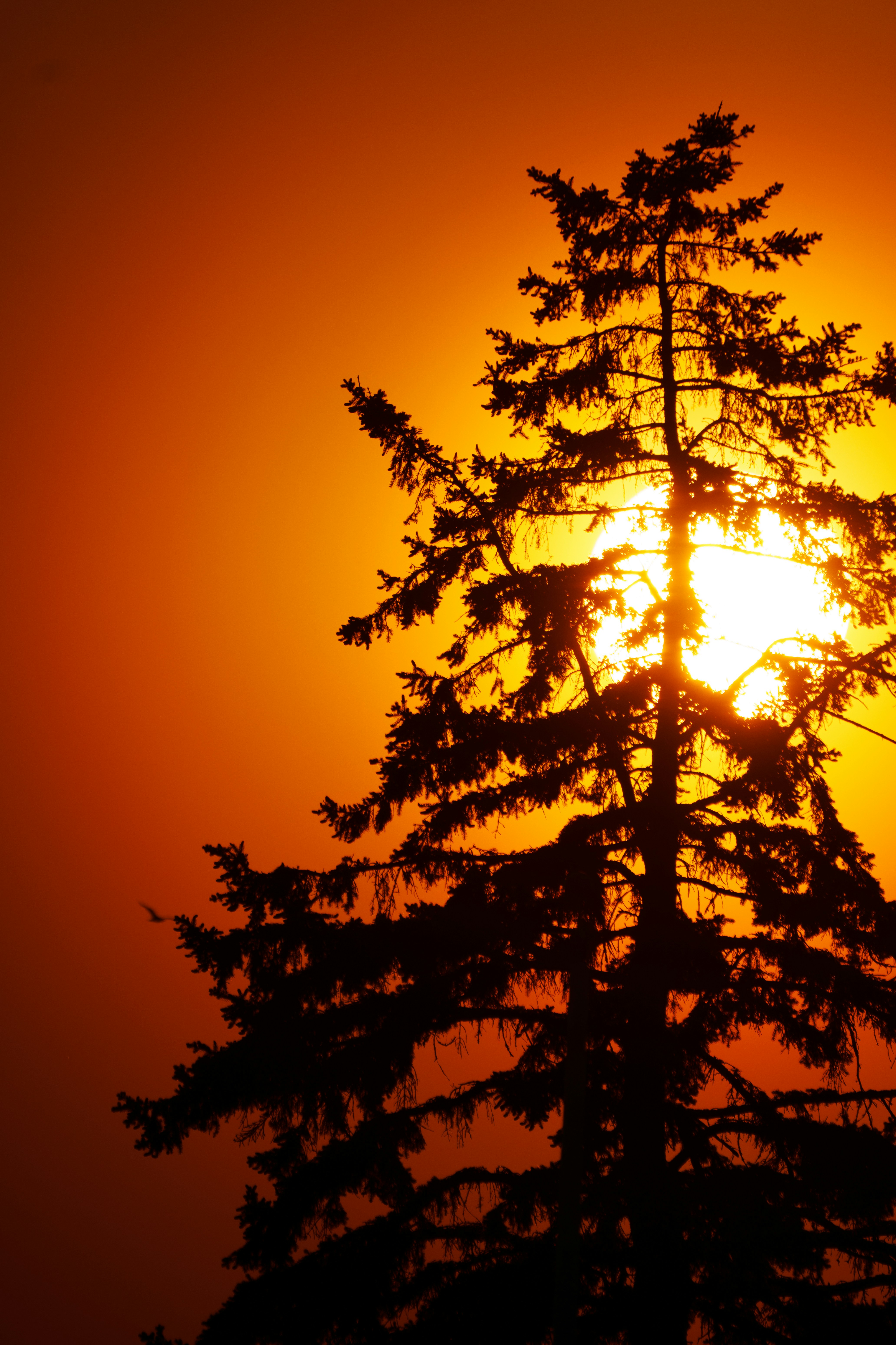 Silhouette of a pine tree against a vibrant sunset