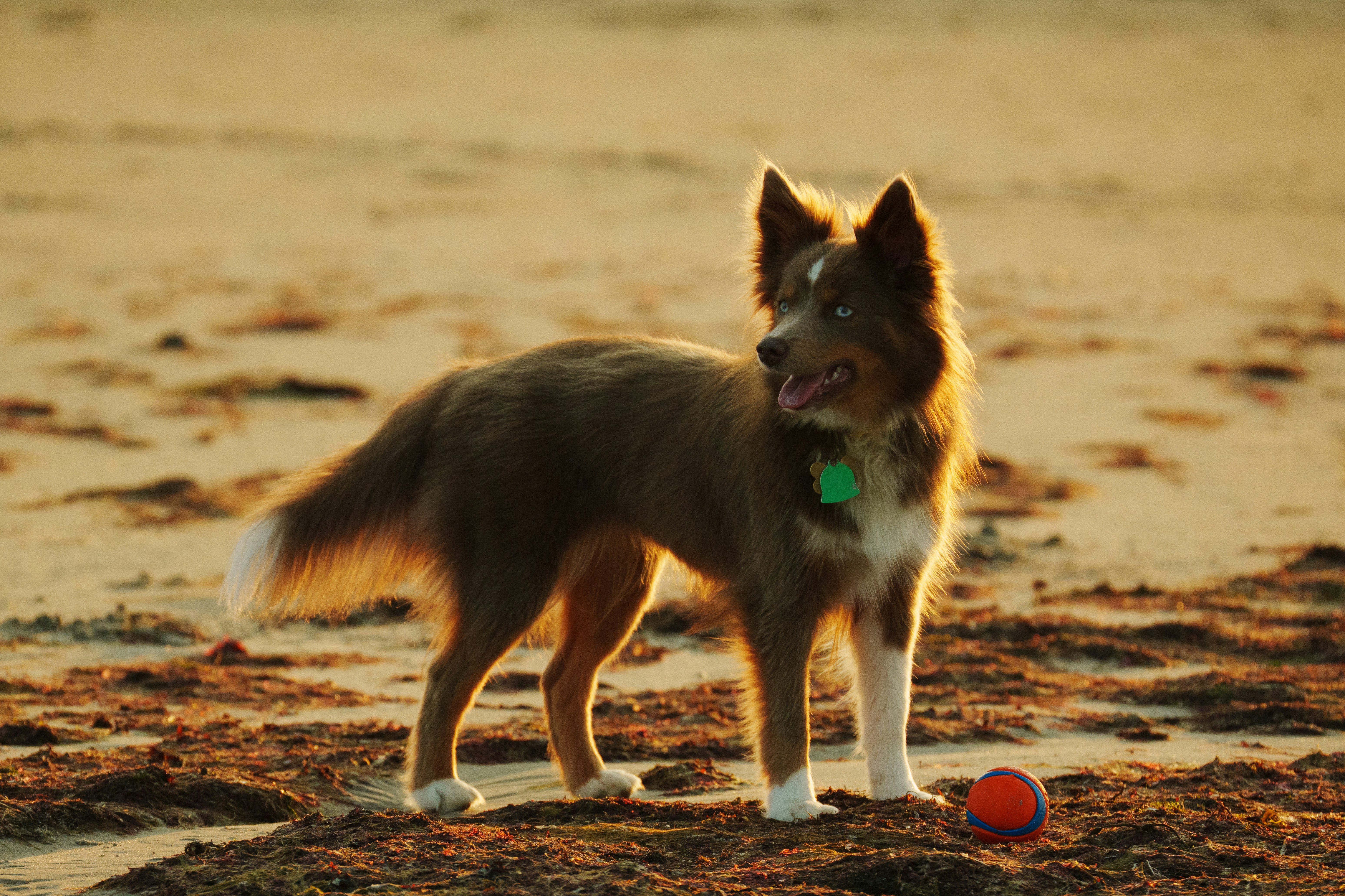 A brown dog stands on a sandy beach at sunset.