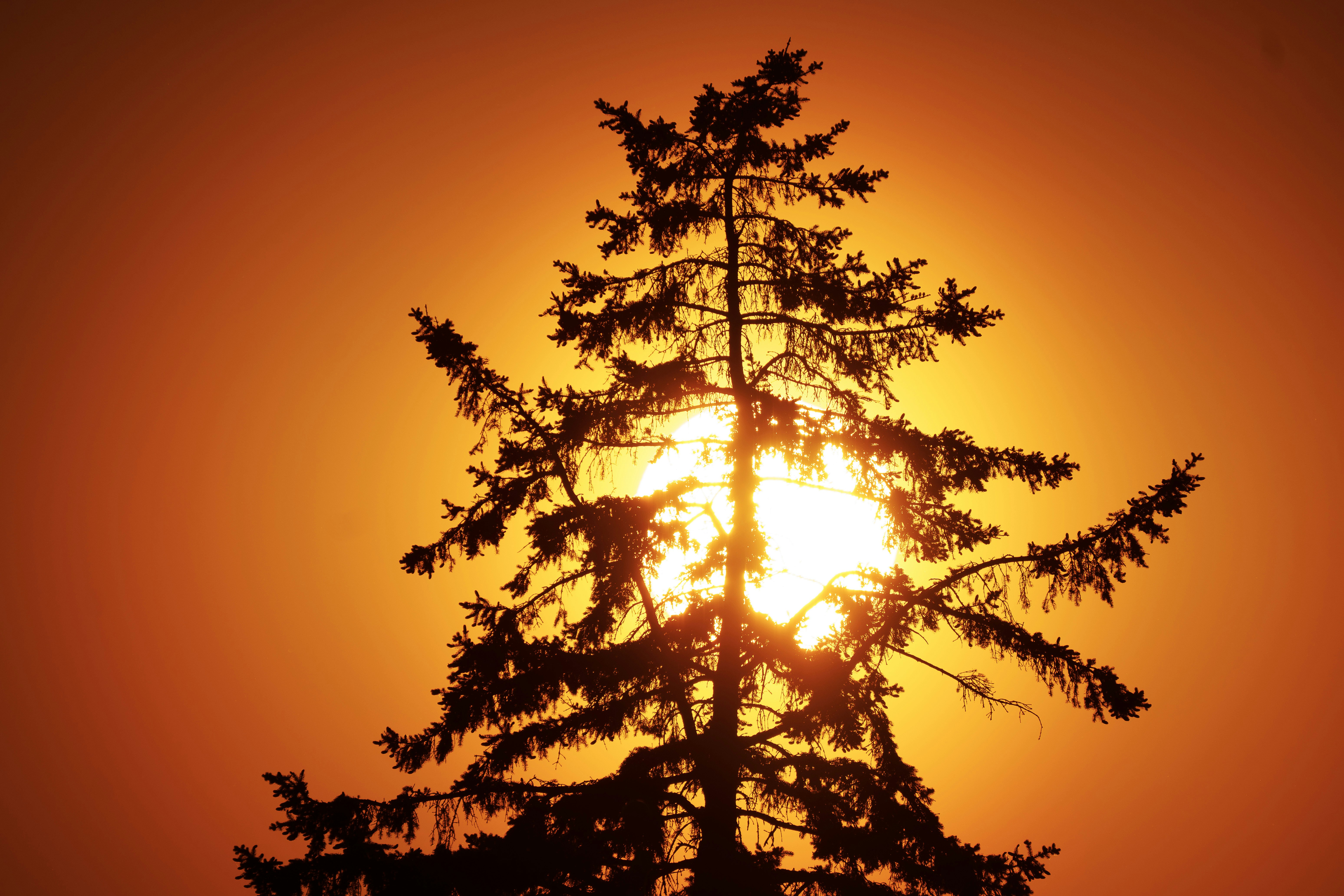 Silhouette of a pine tree against a bright orange sunset