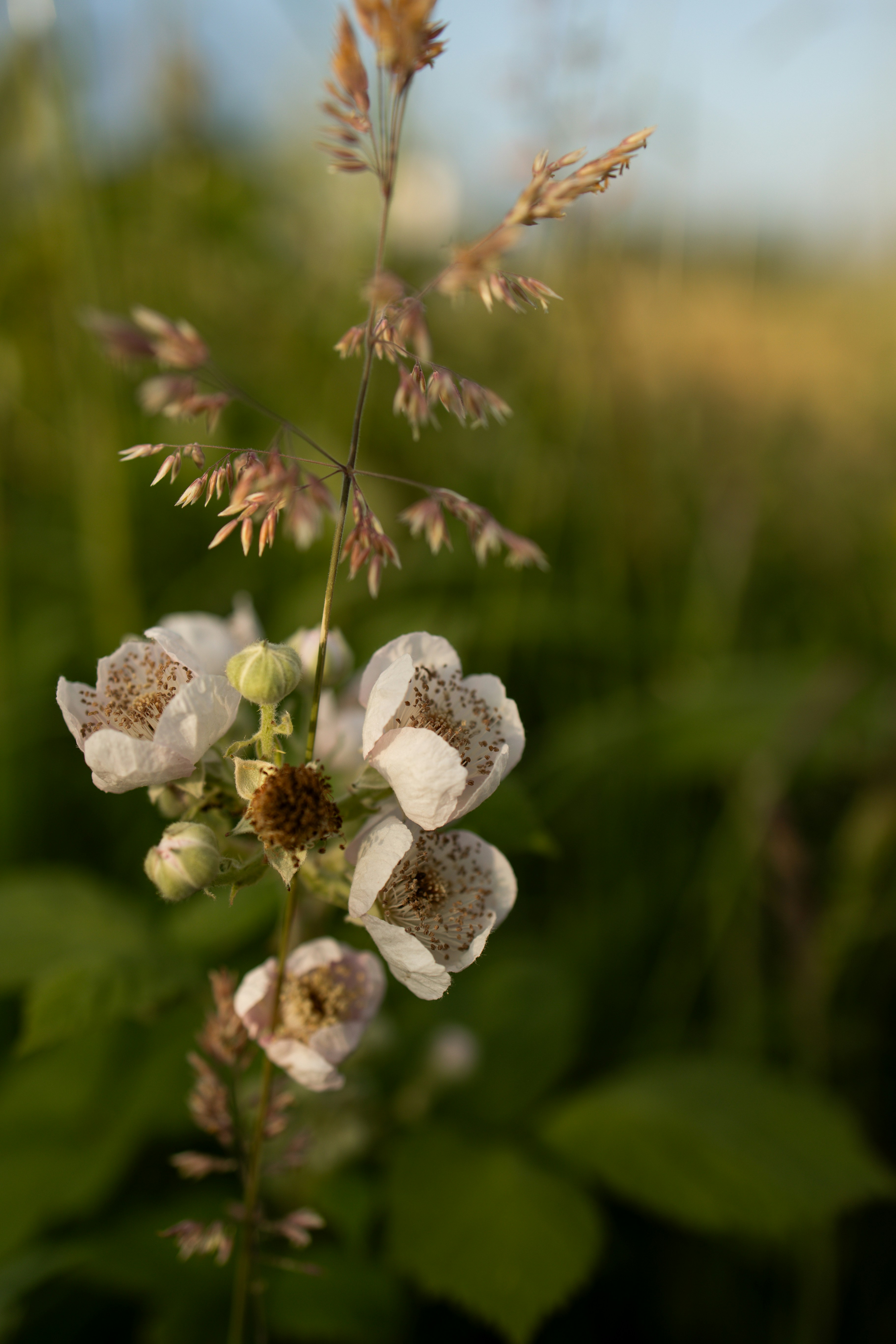 De délicates fleurs sauvages blanches fleurissent sur une tige mince.