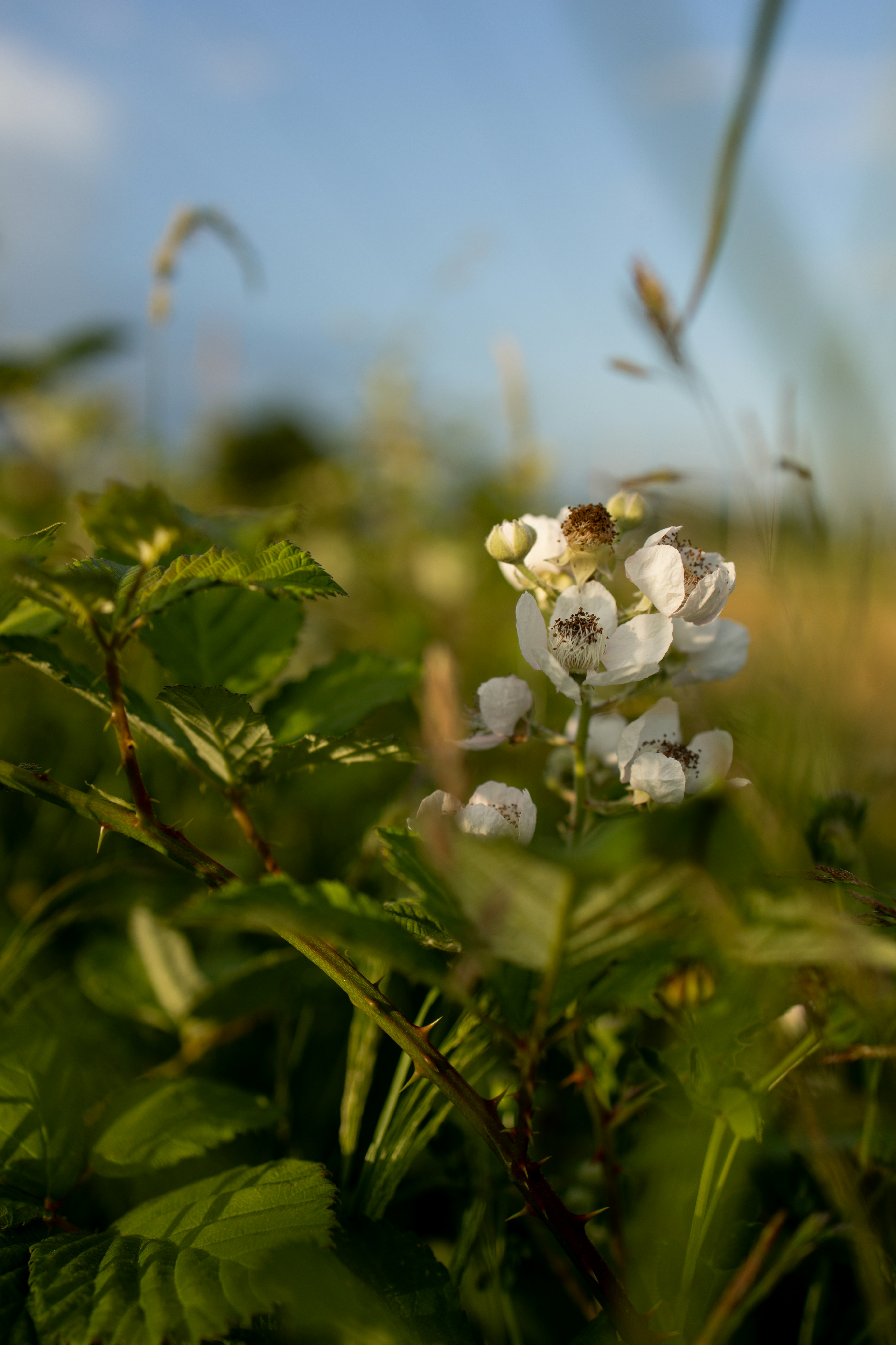 Une abeille pollinise une fleur blanche dans un champ