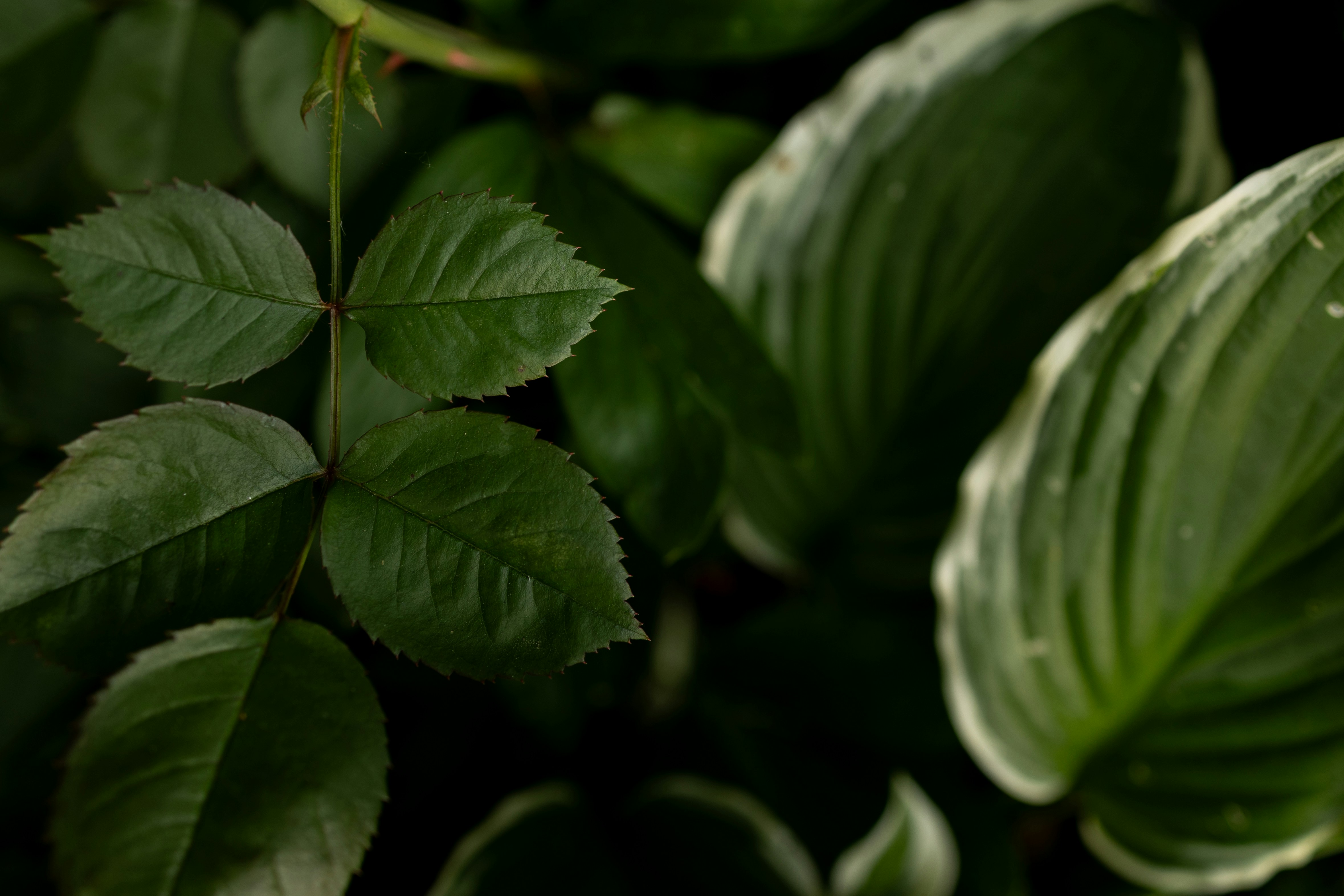 Photo by denimandrain