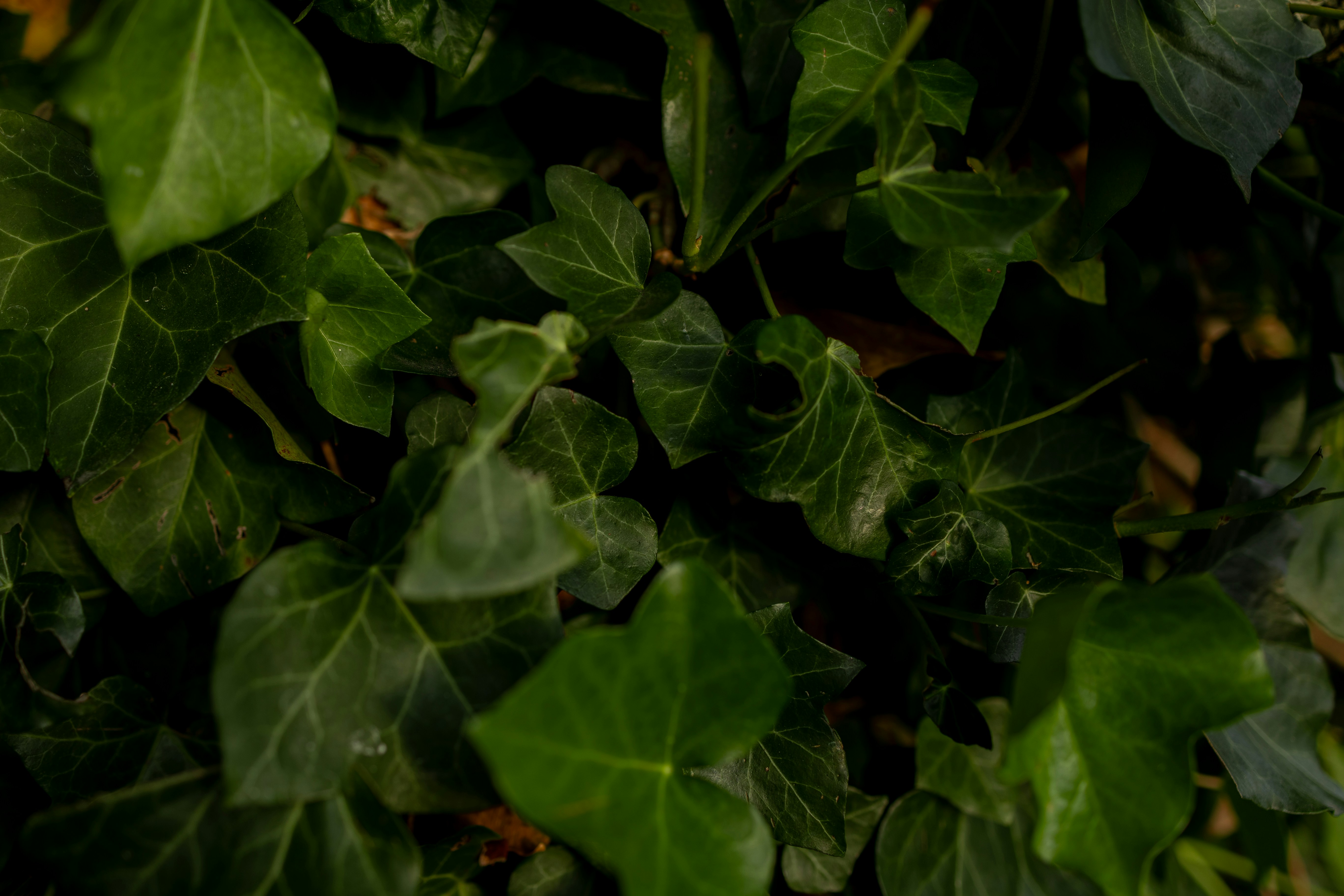 Photo by denimandrain