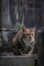 A tabby cat sits on a stone surface.