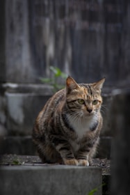 A tabby cat sits on a stone surface.