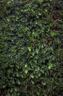 Dense wall of various green leafy plants