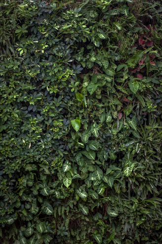 Dense wall of various green leafy plants