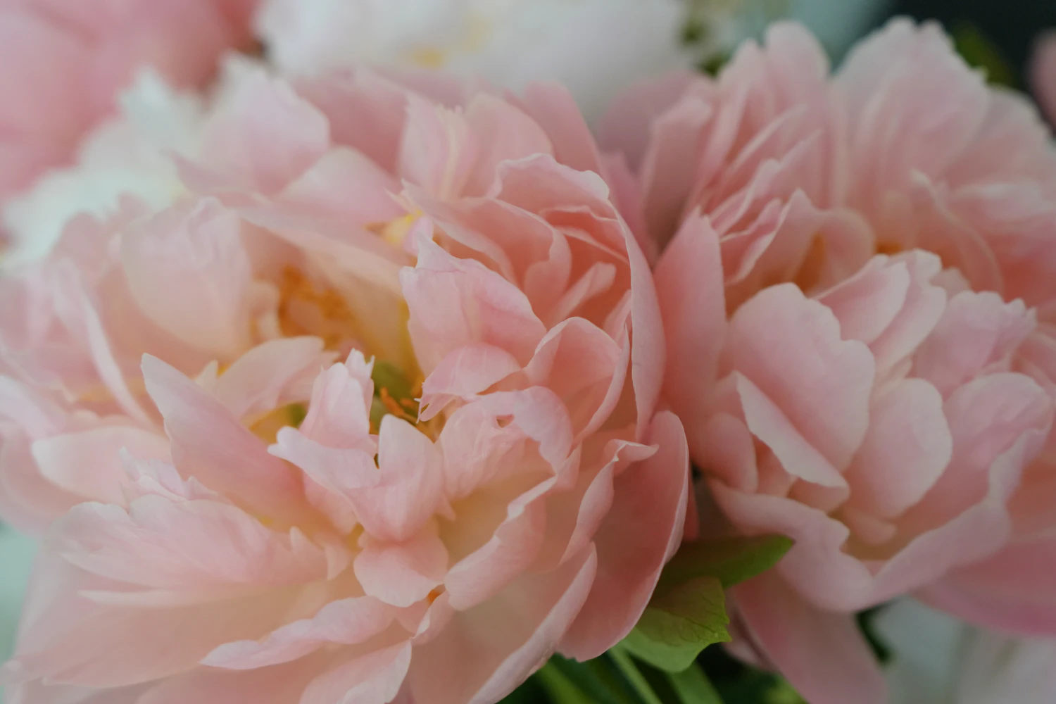 A crowd of pale pink peonies opening together in soft daylight