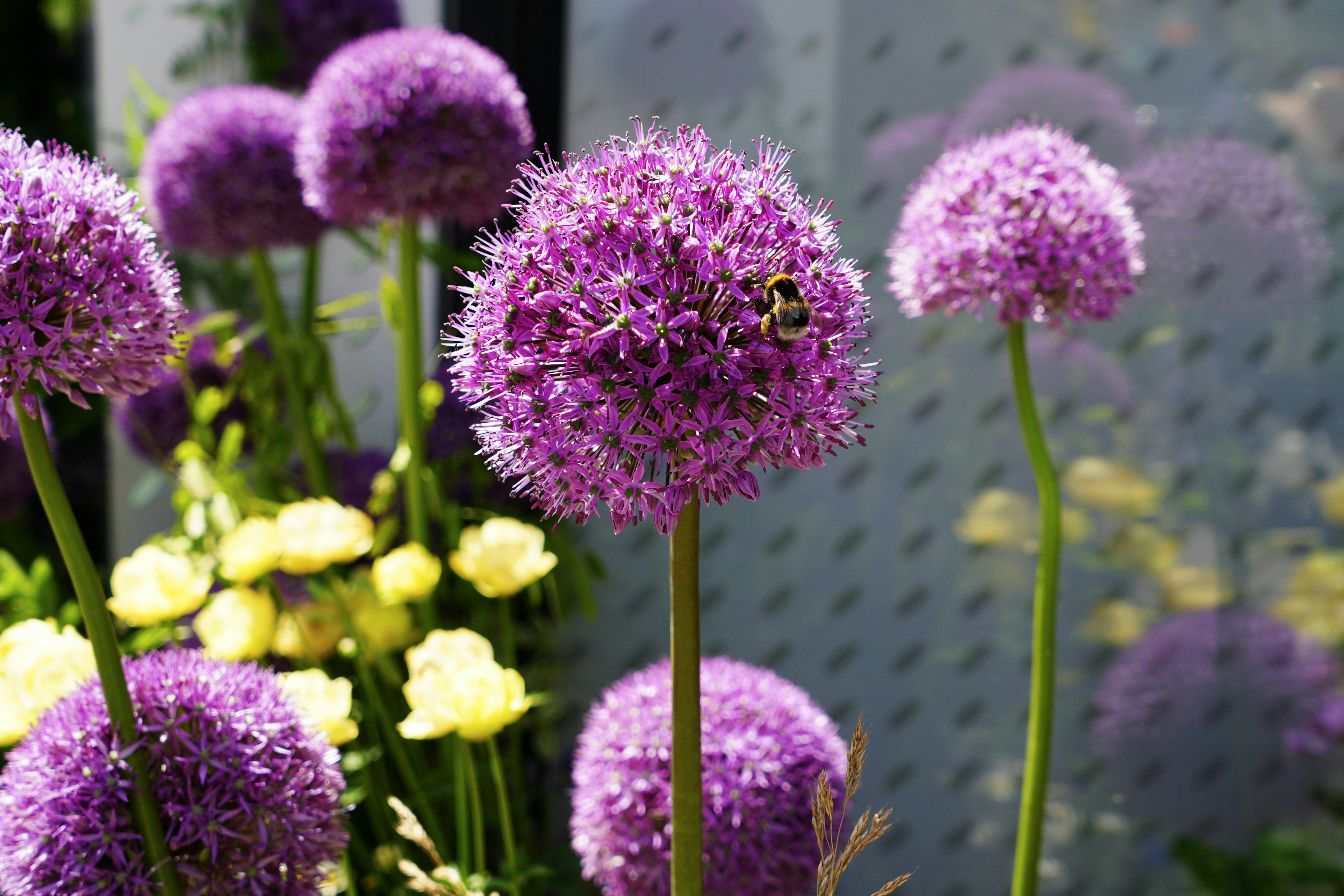 Fiori di allium viola con un'ape e fiori gialli