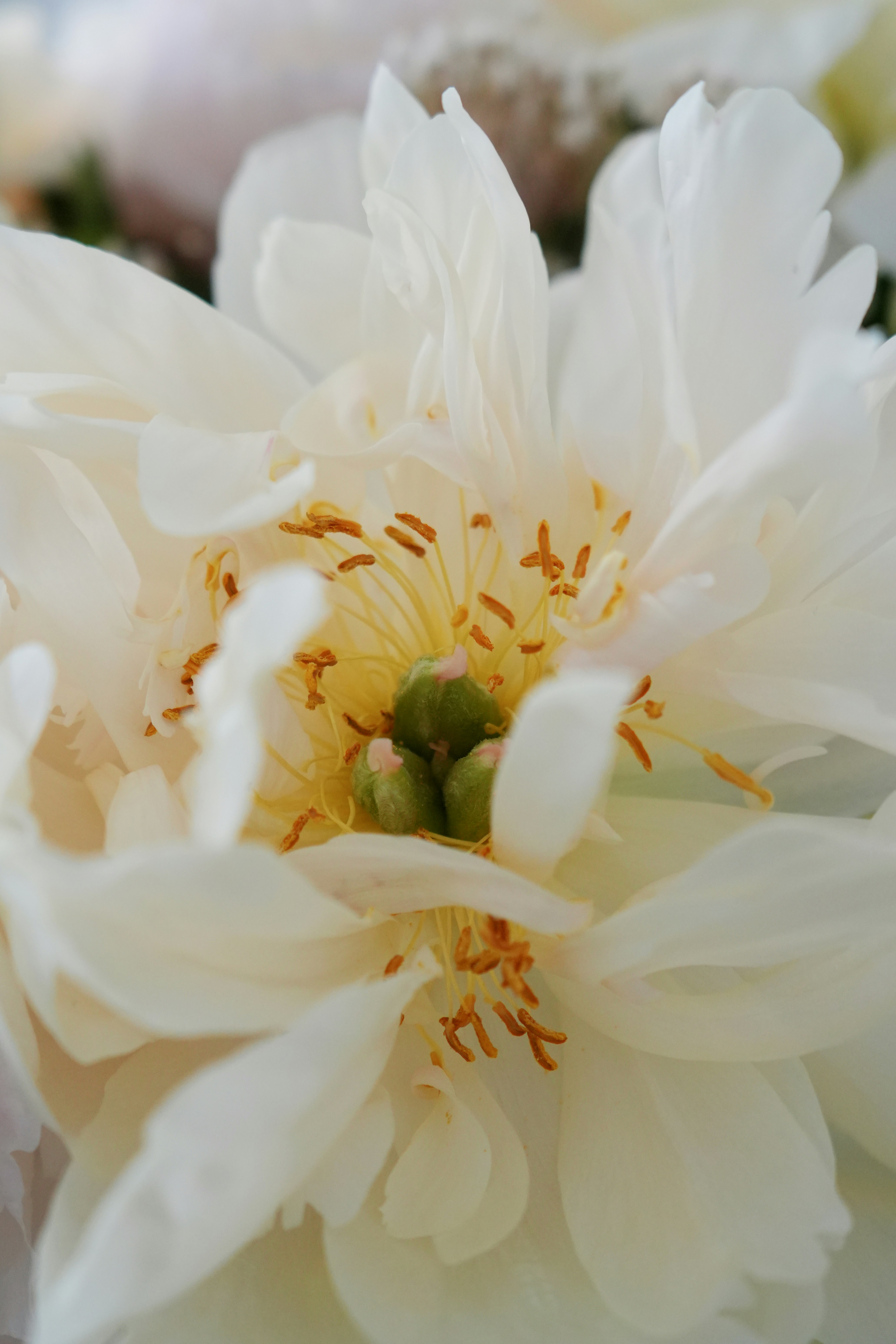 Primo piano di un delicato fiore di peonia bianca