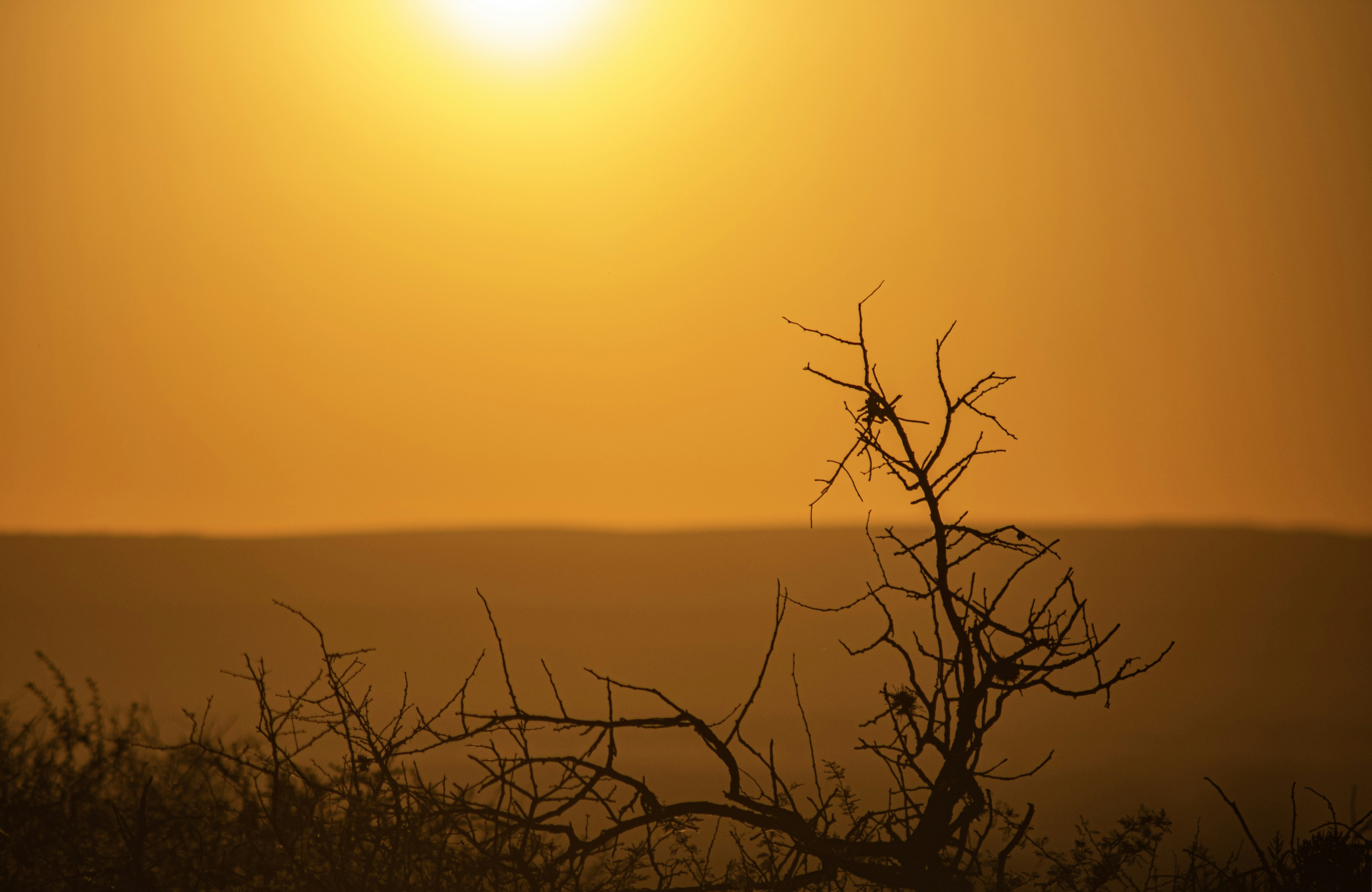 Merlo, Argentina - Golden Sunset over Merlo Hills, San Luis, Argentina A dramatic sunset over the hills of Merlo, San Luis. The silhouette of dry branches stands out against a glowing orange sky.