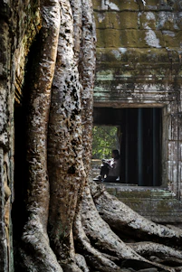 Person reading by ancient temple window with large tree roots