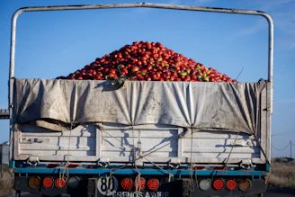 Truck loaded with fresh tomatoes under blue sky
