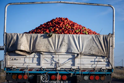 Truck loaded with fresh tomatoes under blue sky