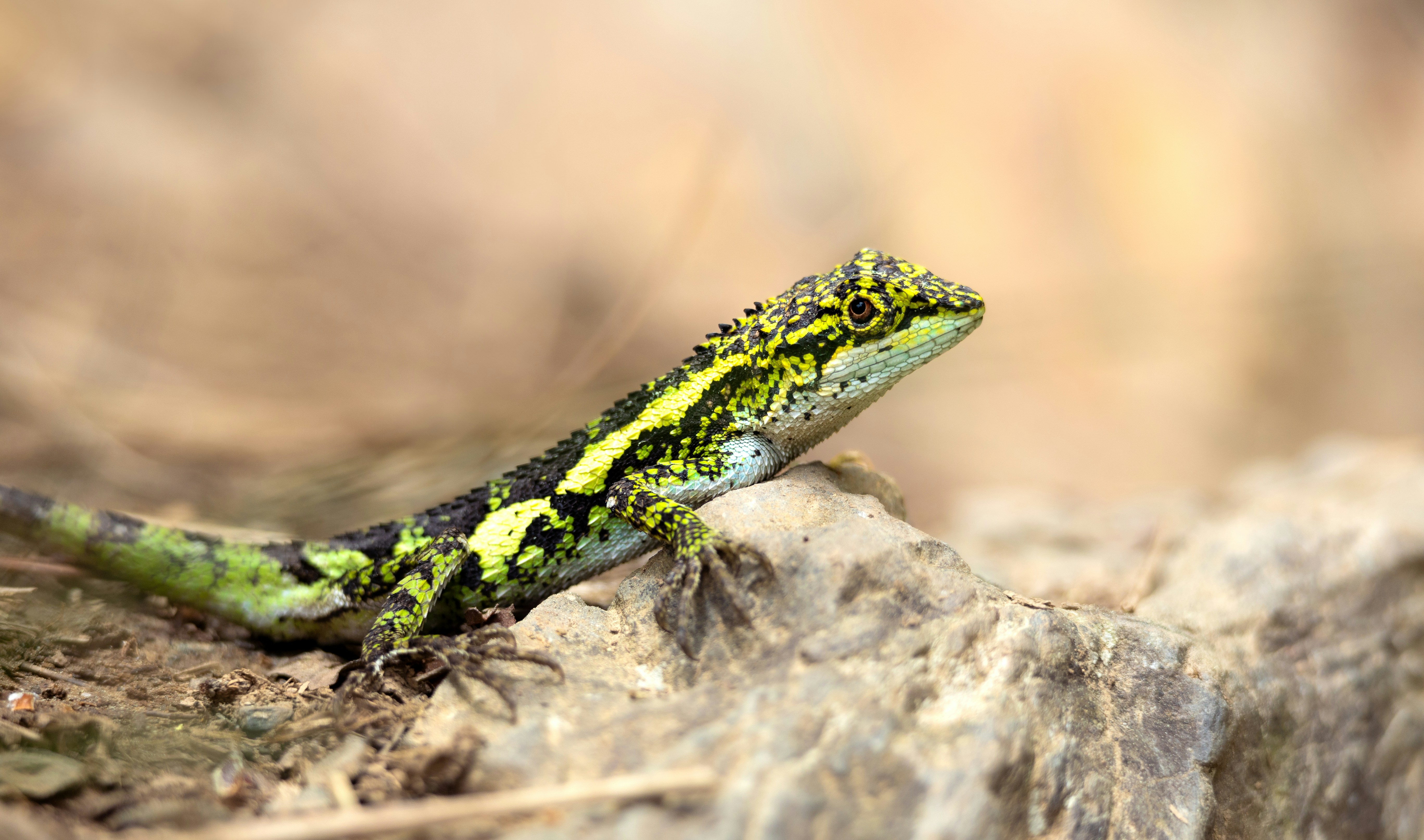 Photo by marekpiwnicki