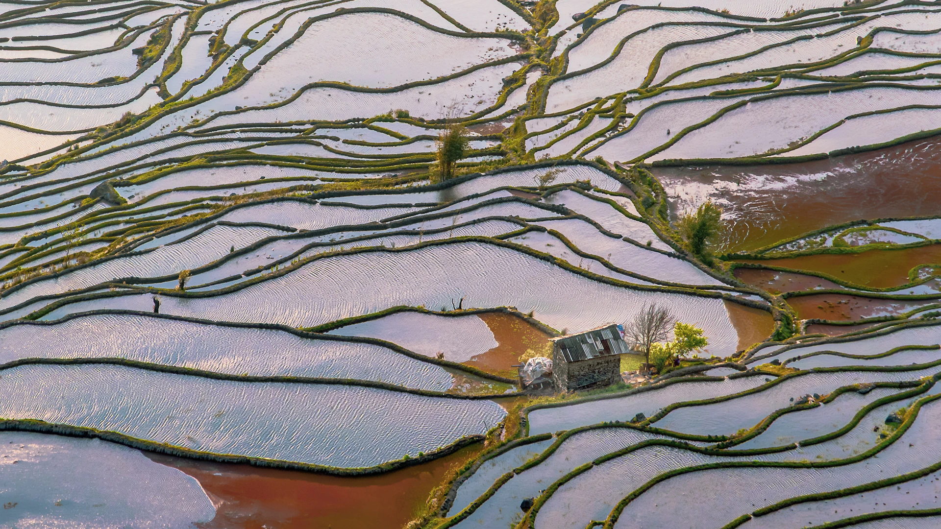 Terraced rice fields reflecting the sky at sunset.