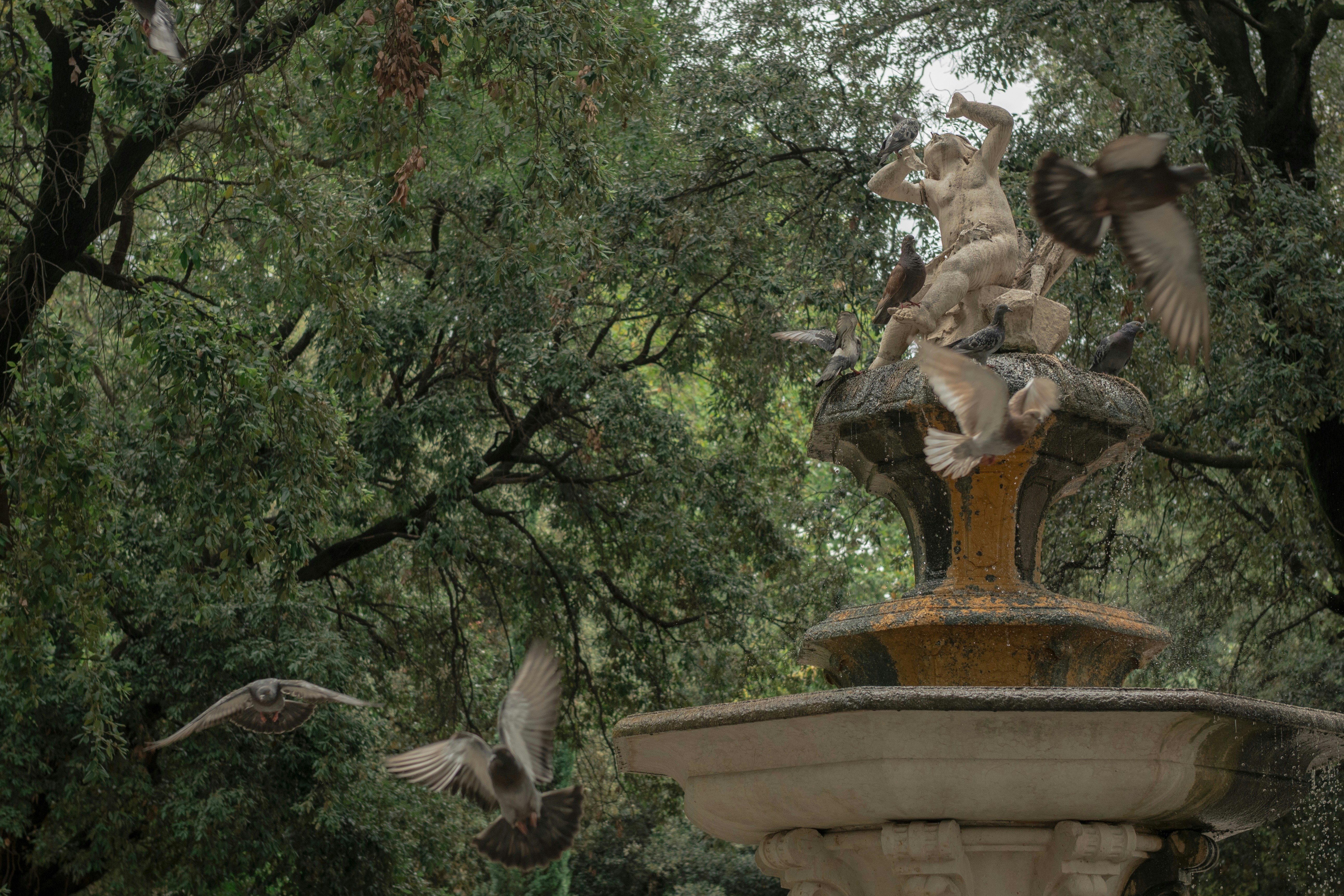 Las palomas se reúnen alrededor de una fuente de piedra ornamentada en un parque.