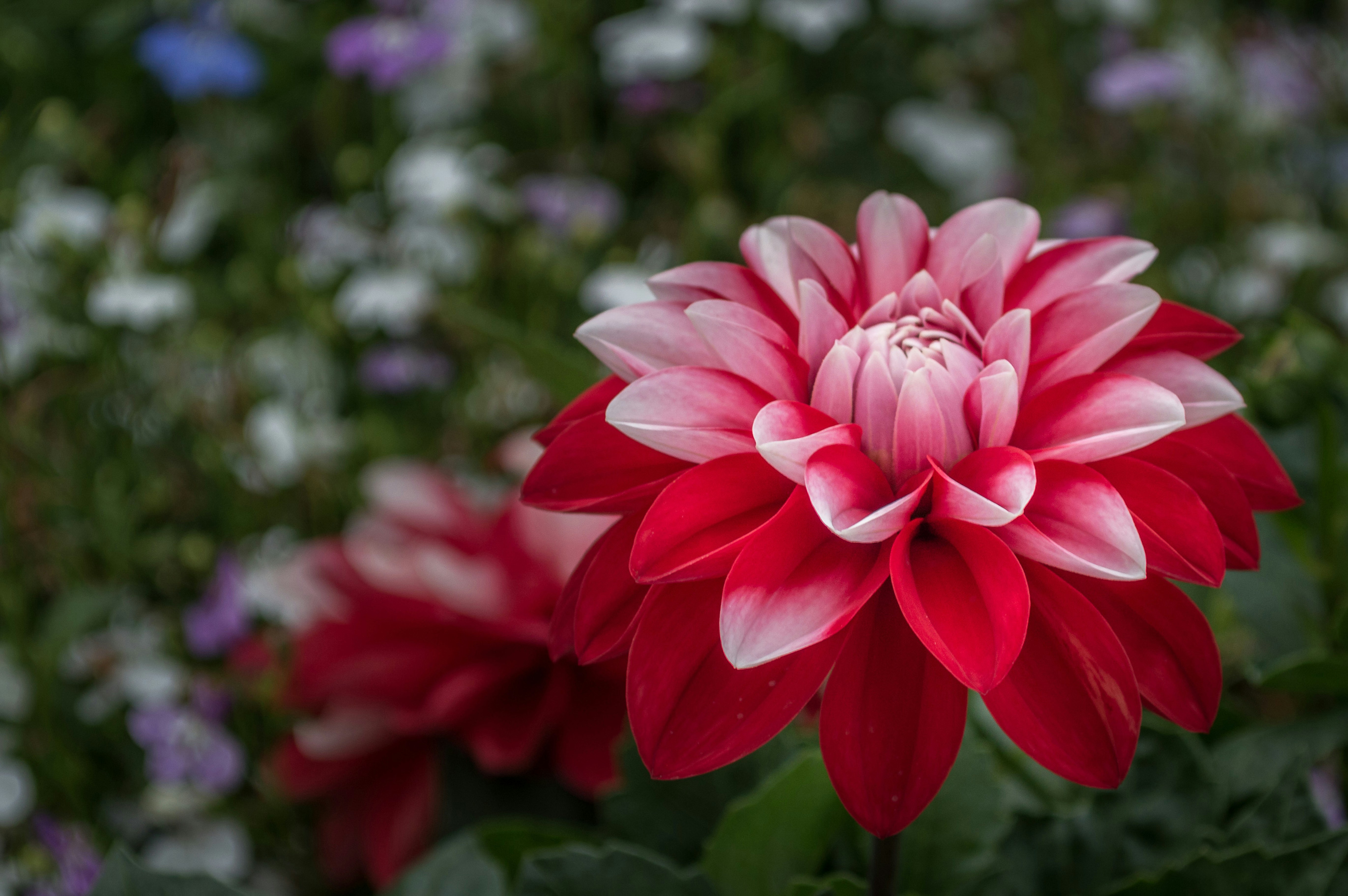 Photo by aaronmridhaphotography