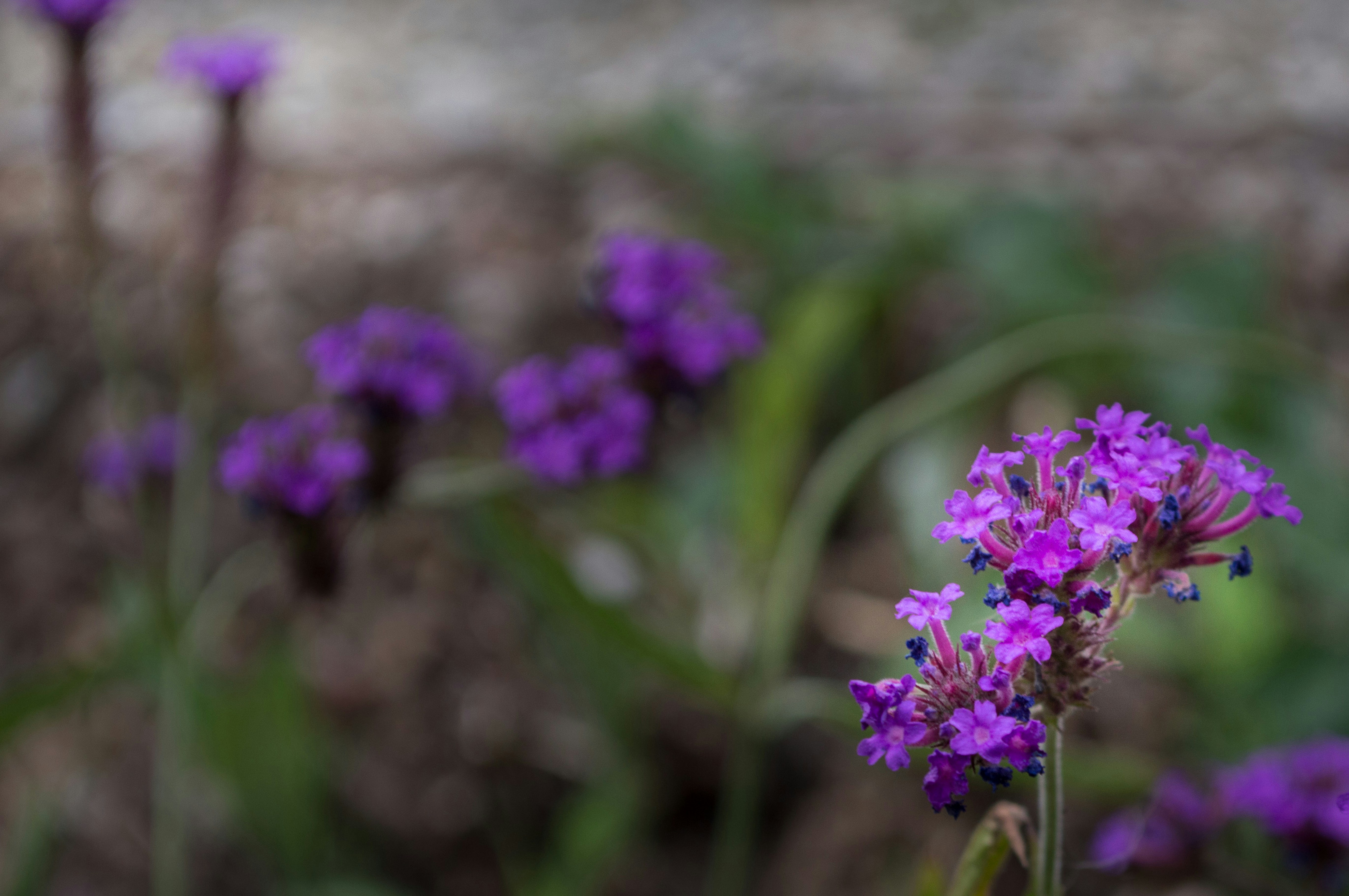 Photo by aaronmridhaphotography