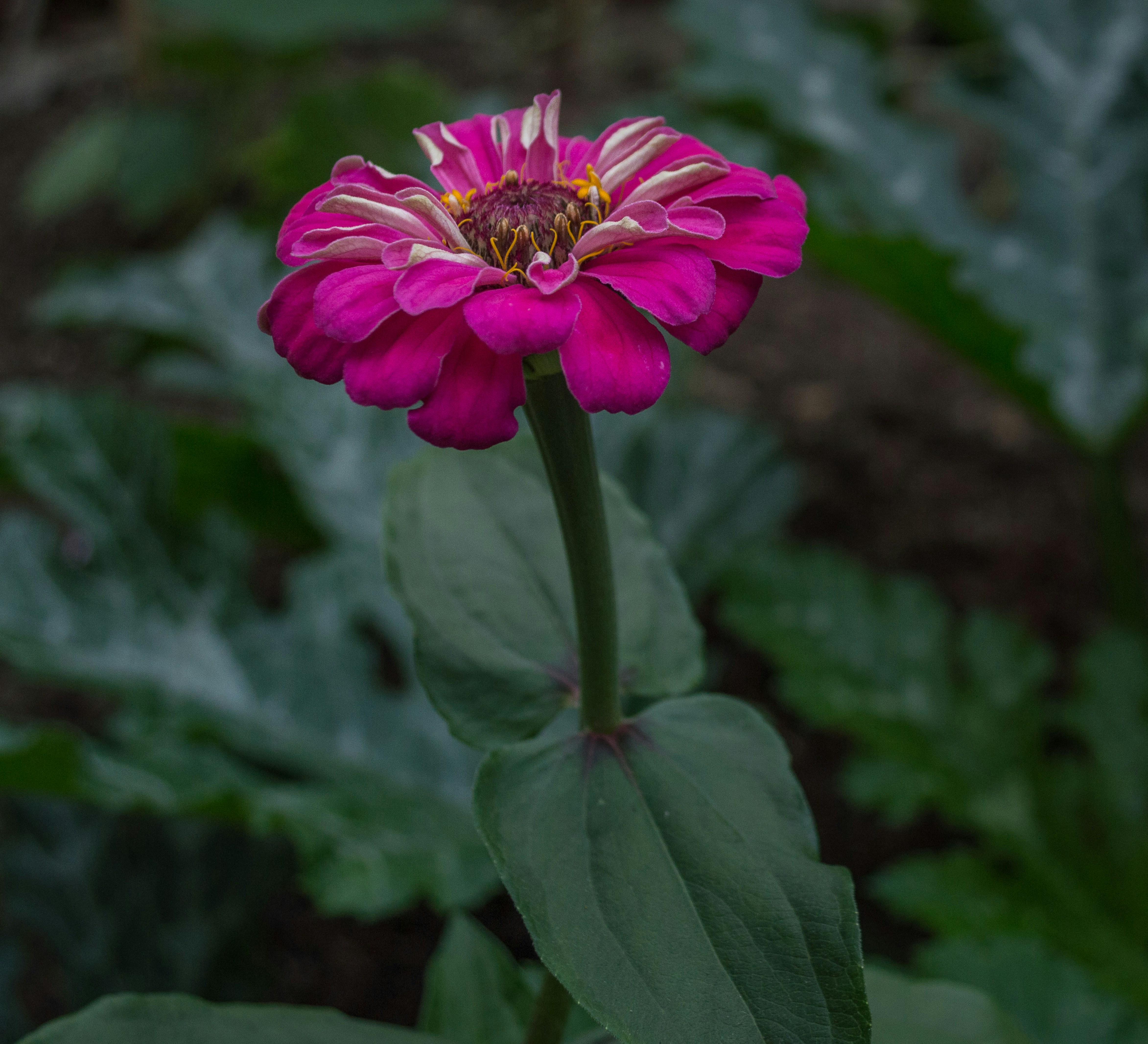 Photo by aaronmridhaphotography