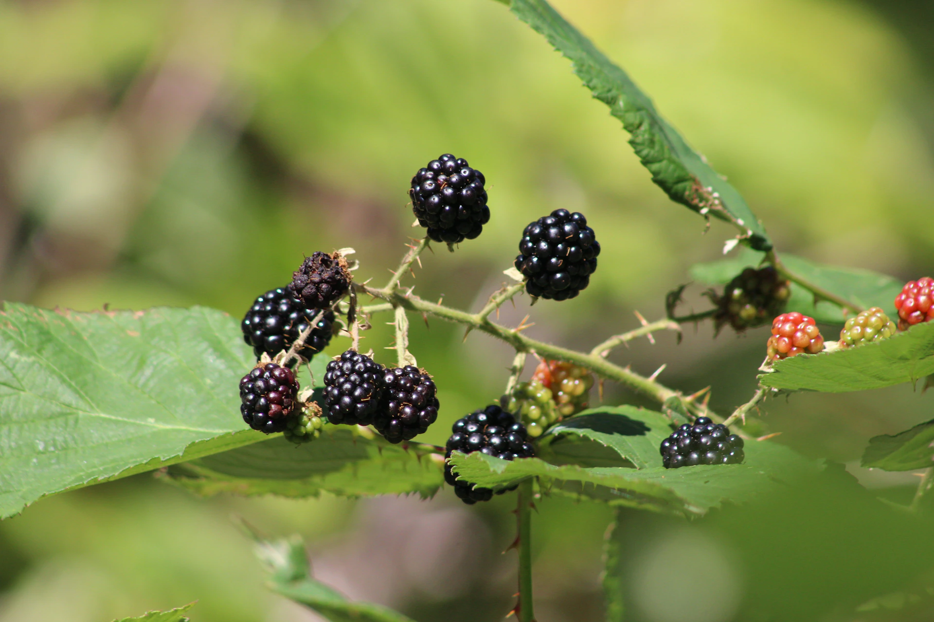 Blackberries ripening on a branch with green leaves