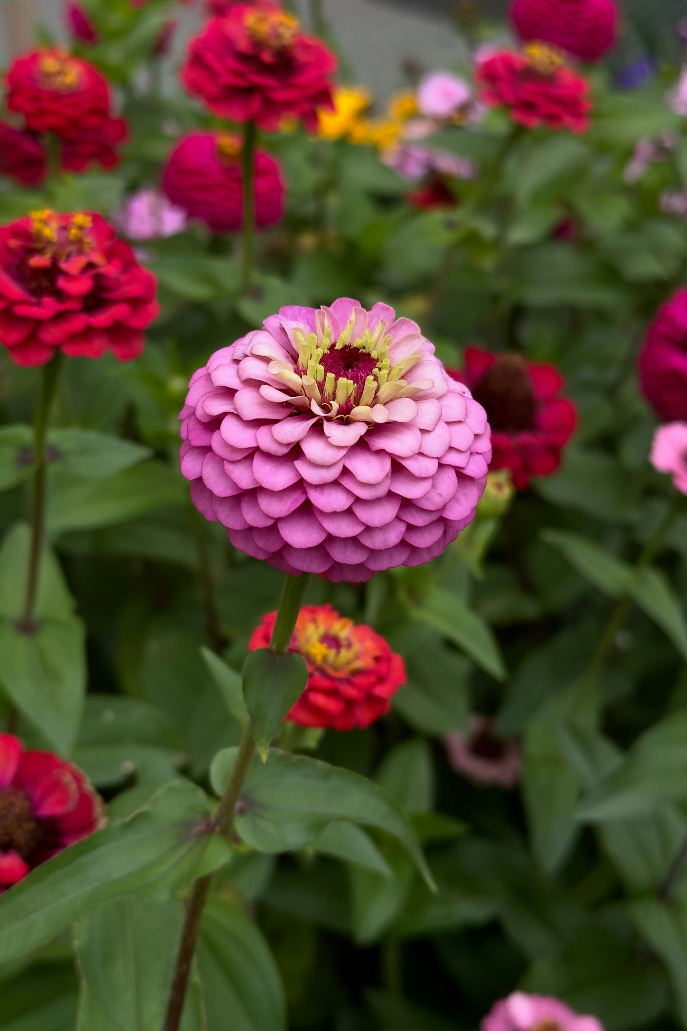 Photo by indi_grunge